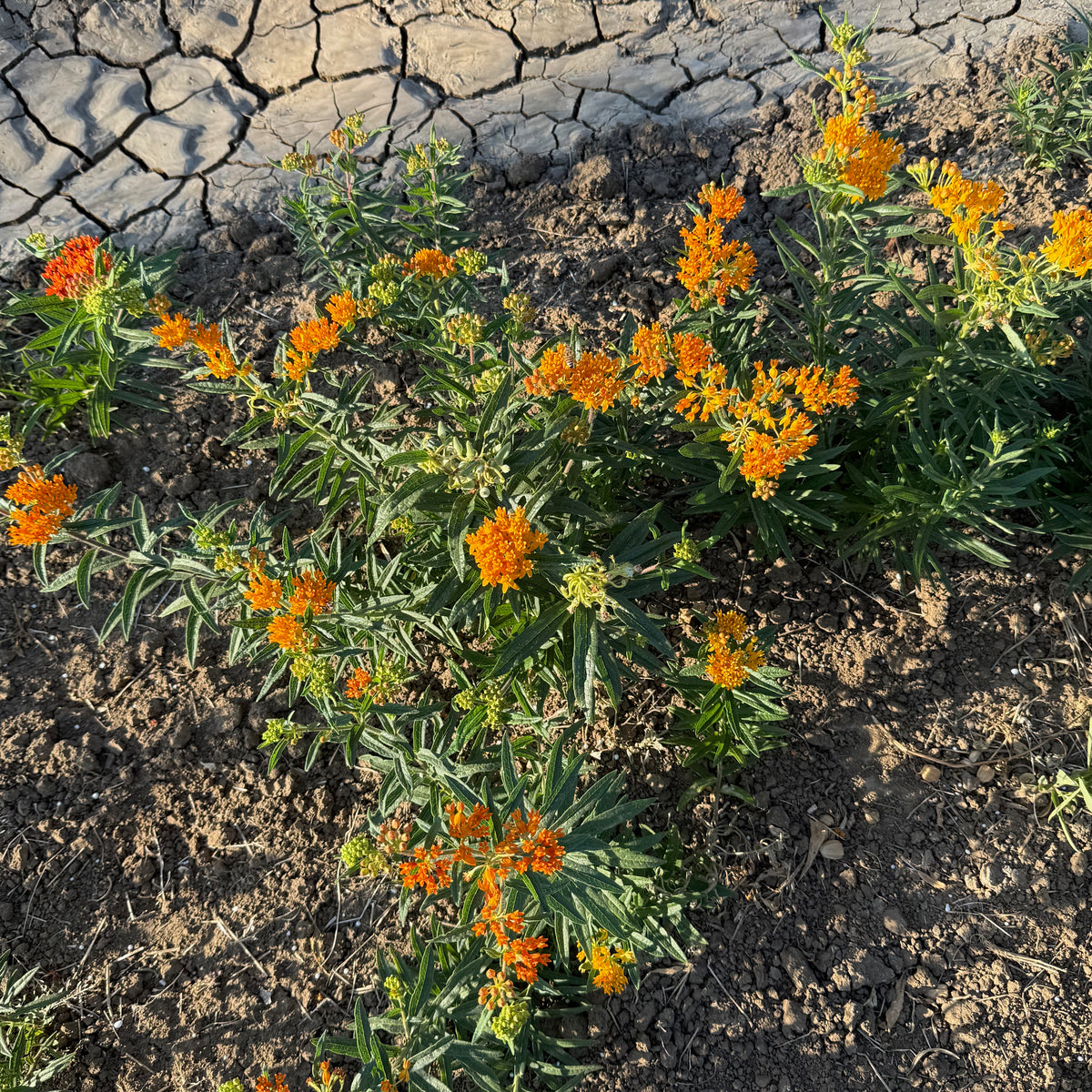 Butterfly Milkweed