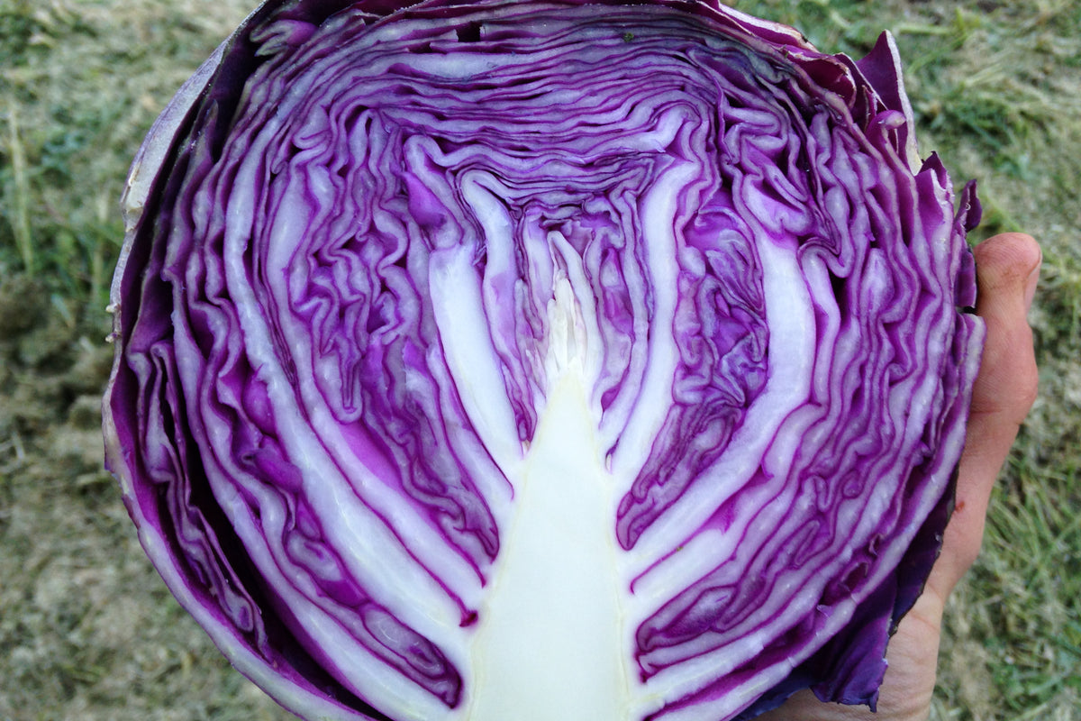 Red Express Cabbage
