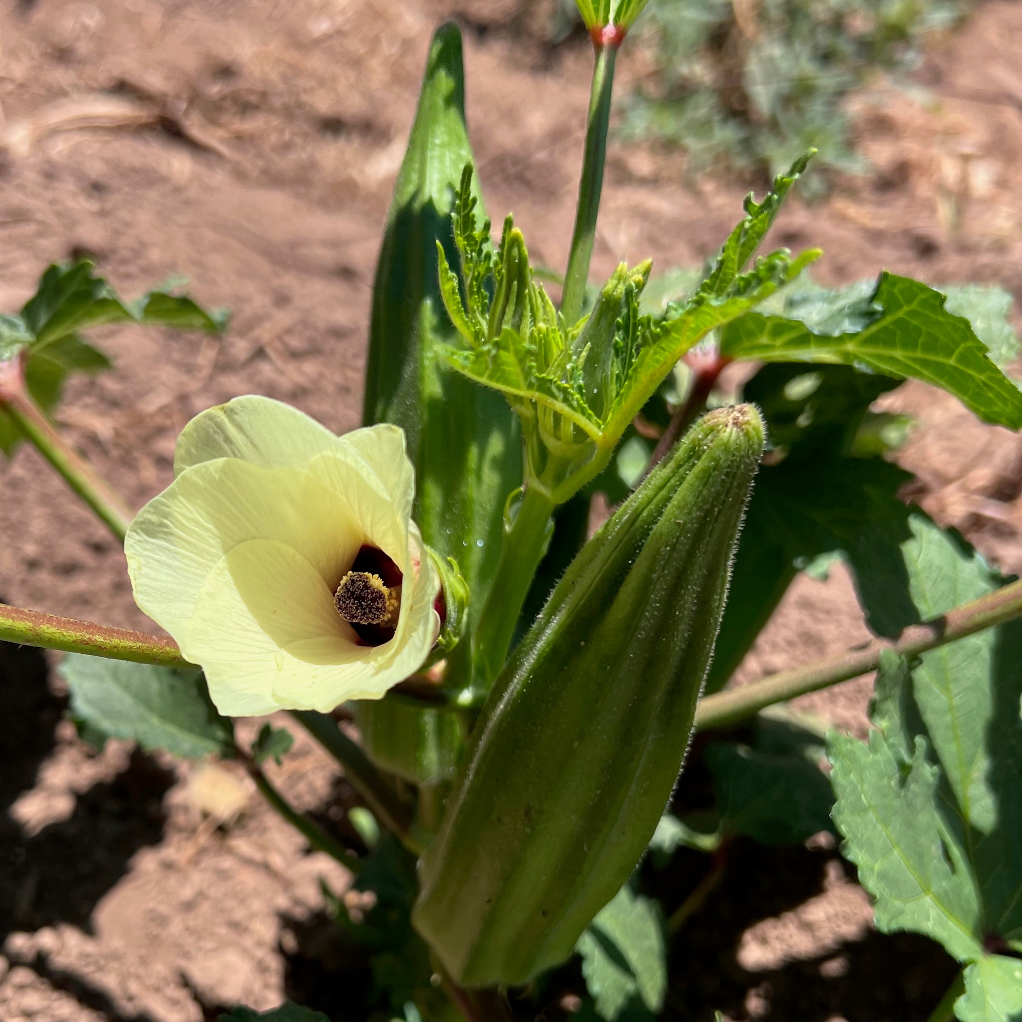 plant okra seed Cajun Jewel Okra Seeds