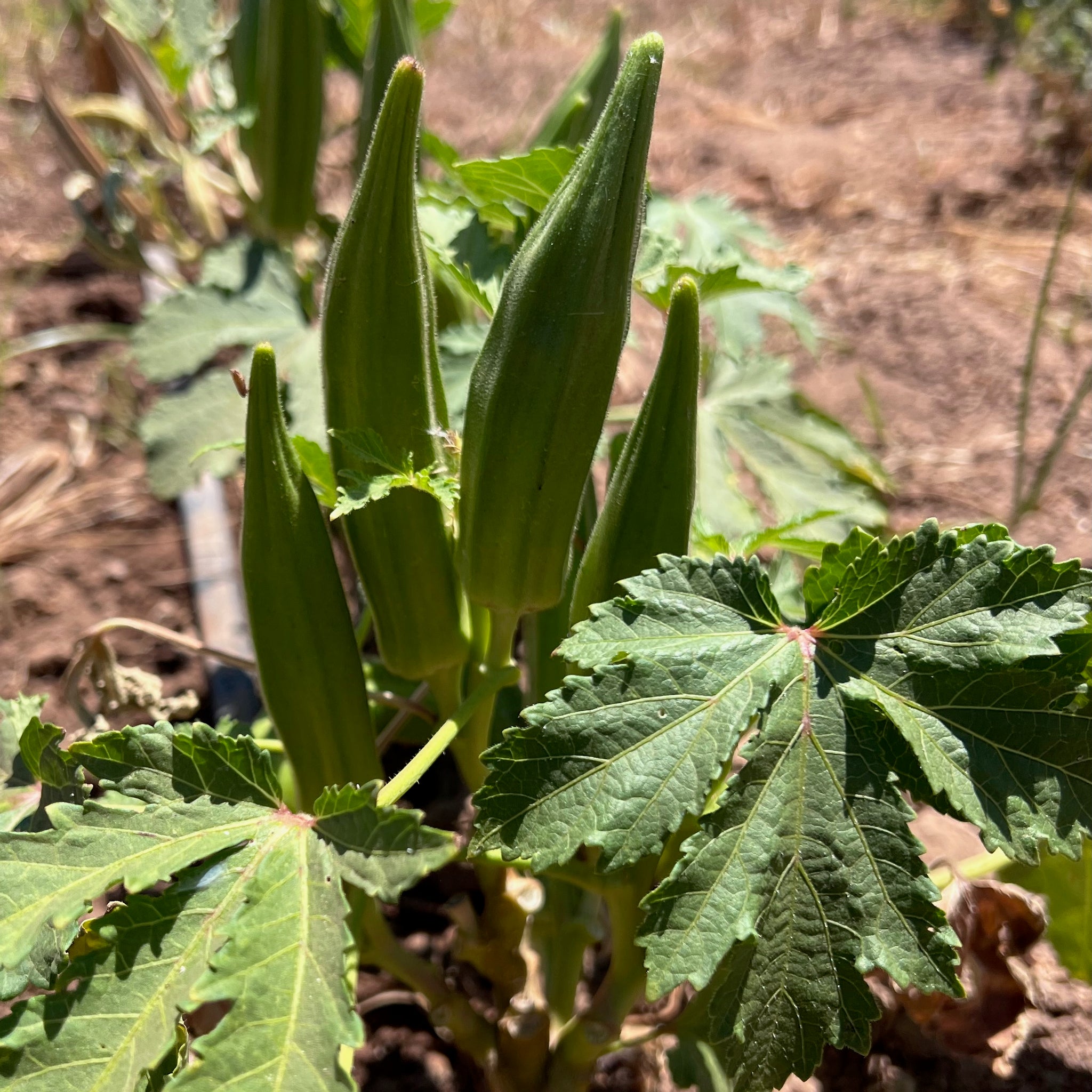 plant okra seed Cajun Jewel Okra Seeds