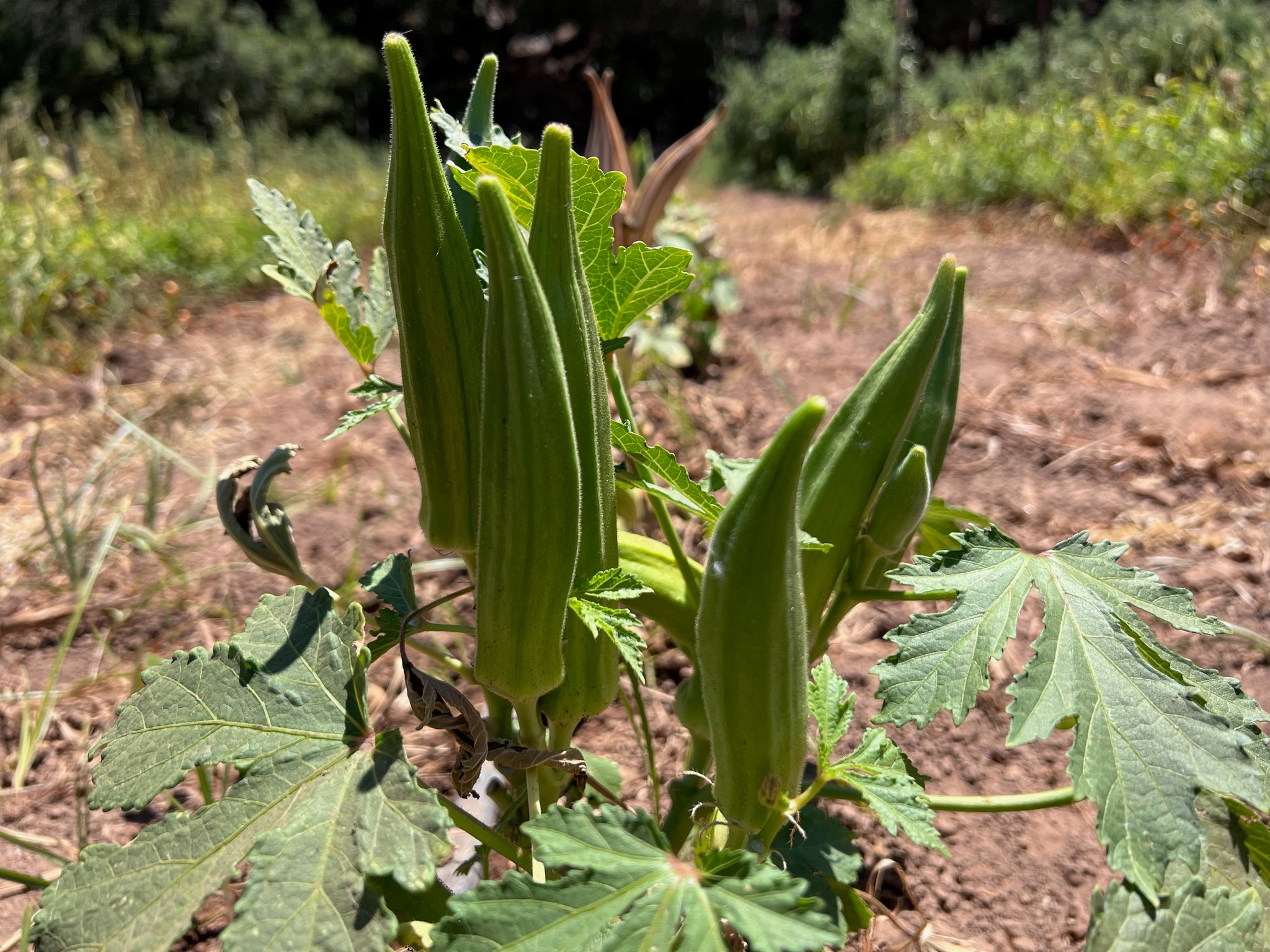 plant okra seeds Cajun Jewel Okra Seeds