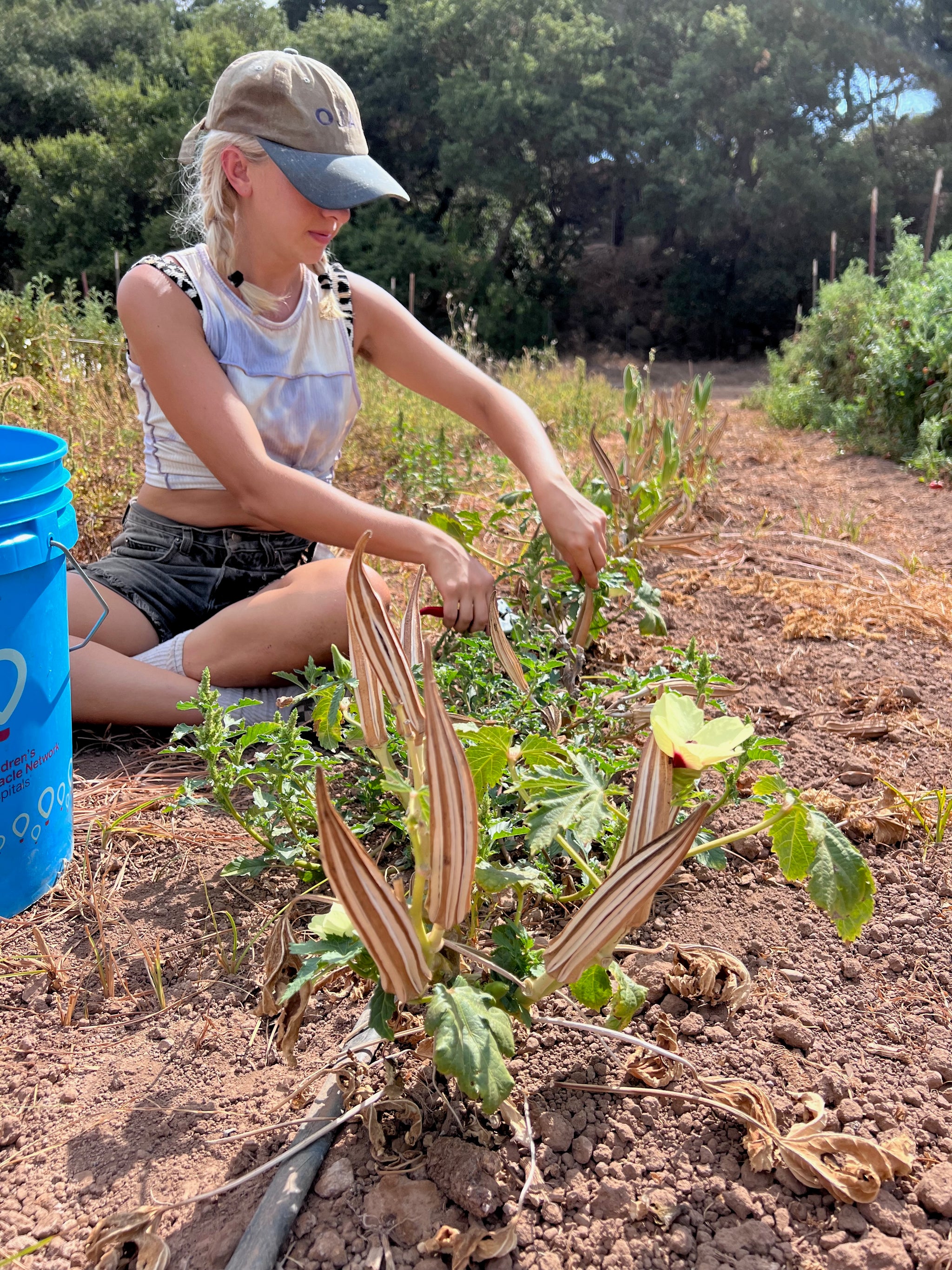plant okra from seed Cajun Jewel Okra Seeds