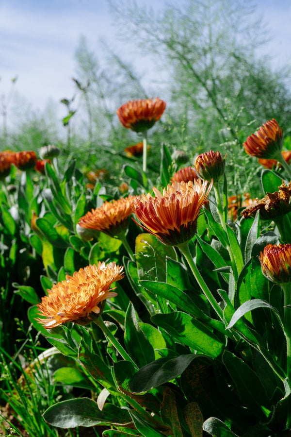 Triangle Flashback Zeolights Calendula Seeds - The Plant Good Seed Company