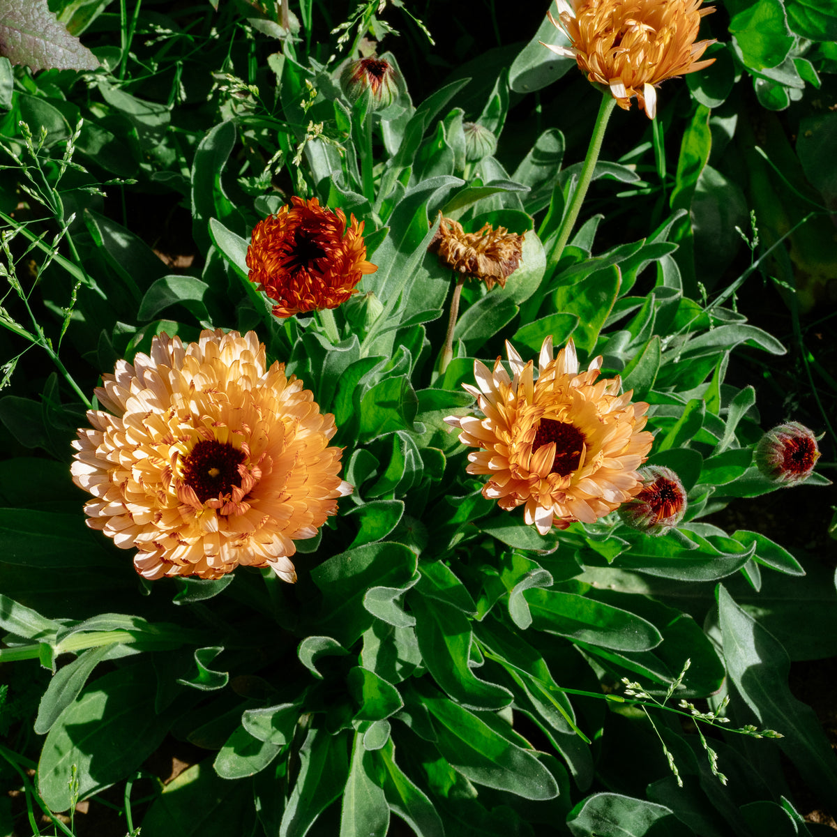 Triangle Flashback / Zeolights Calendula