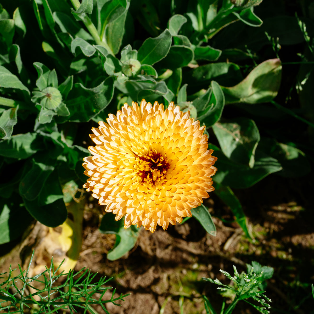 Triangle Flashback / Zeolights Calendula