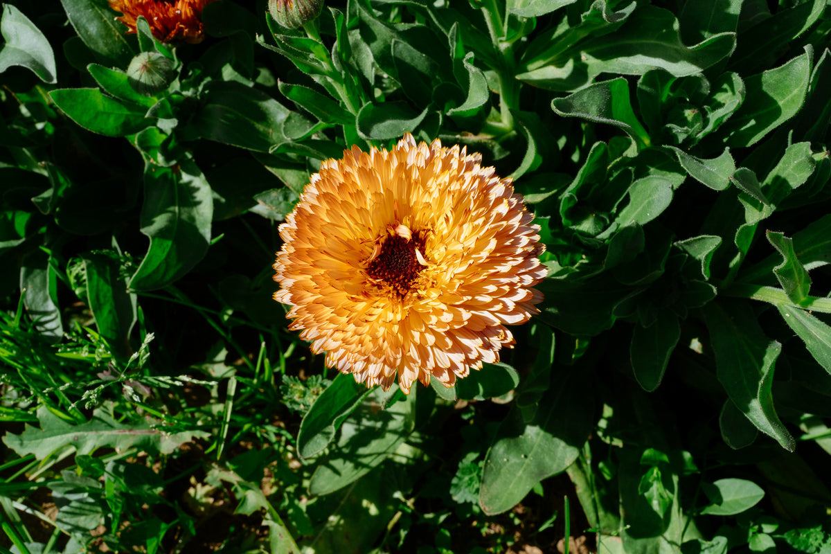 Triangle Flashback / Zeolights Calendula