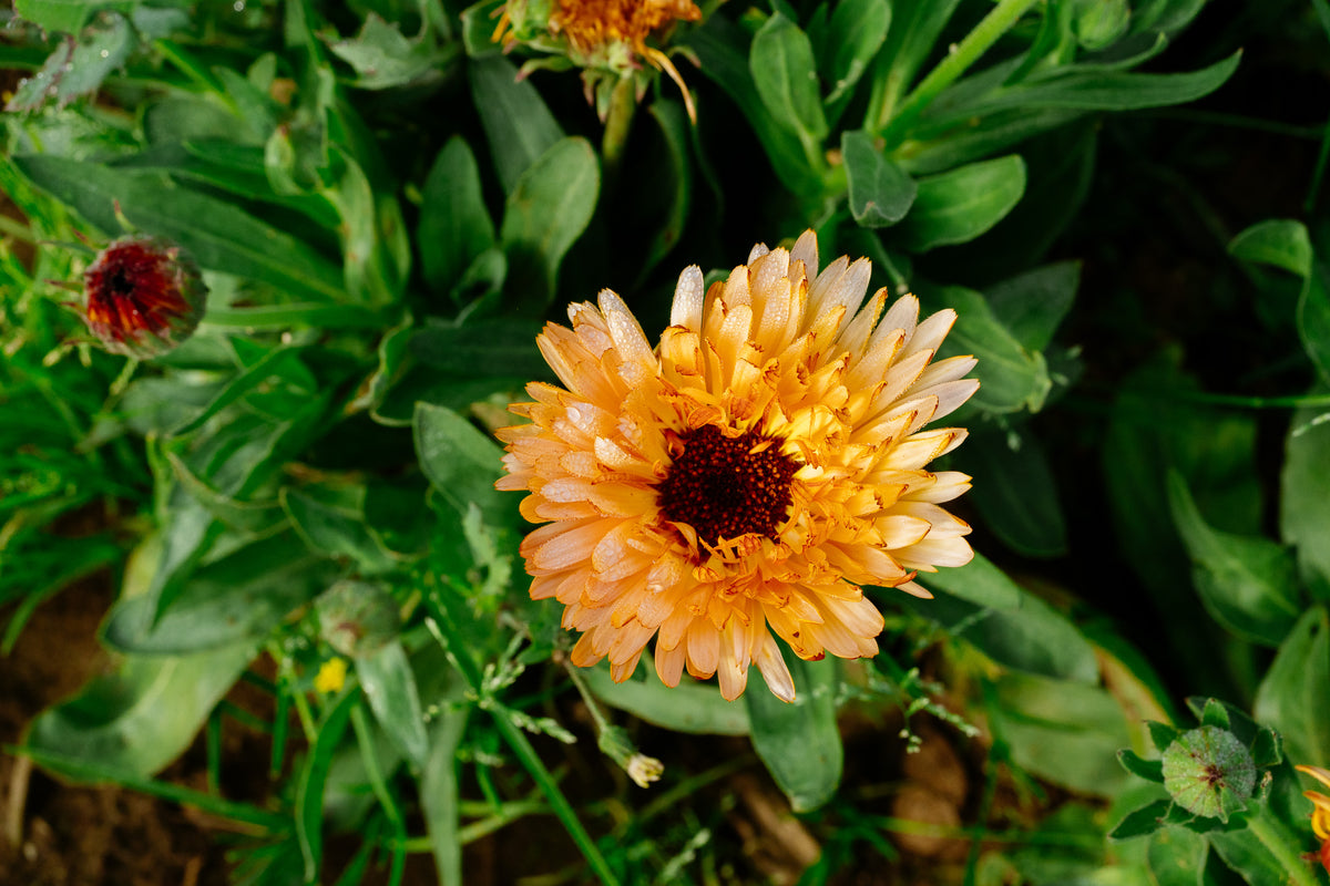 Triangle Flashback / Zeolights Calendula