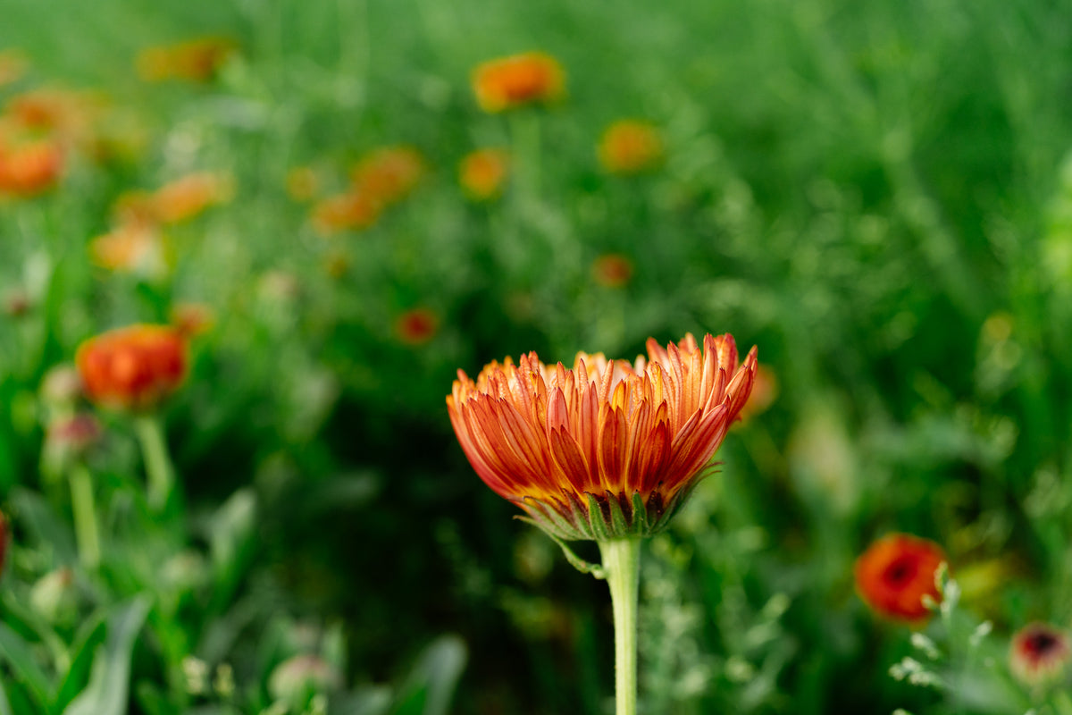 Triangle Flashback / Zeolights Calendula