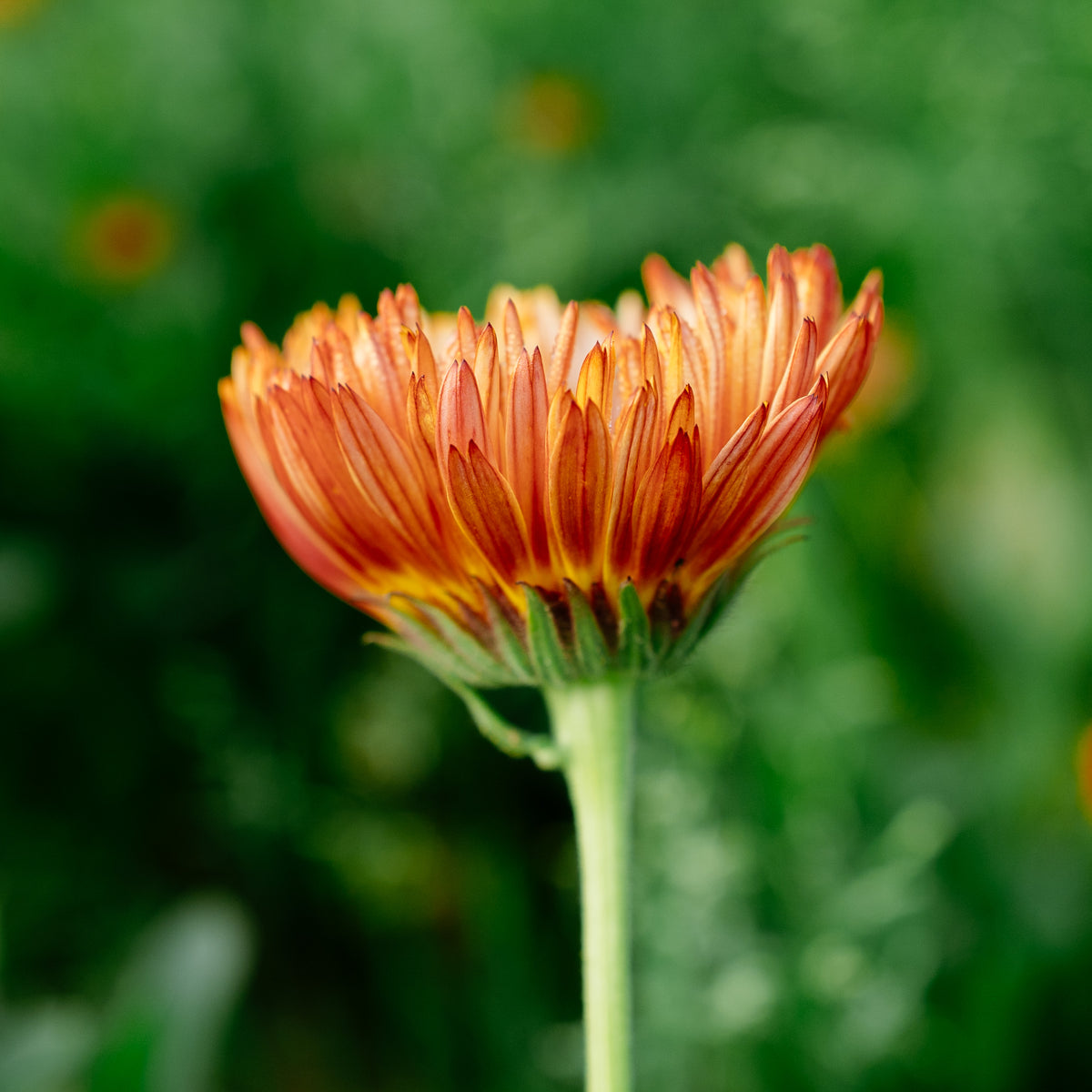 Triangle Flashback / Zeolights Calendula