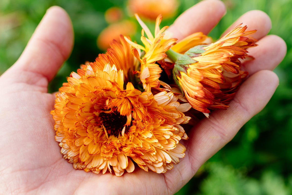 Triangle Flashback / Zeolights Calendula