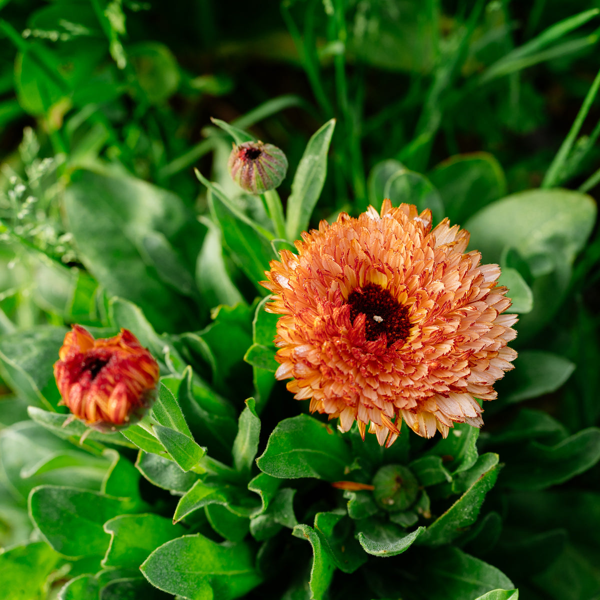 Triangle Flashback / Zeolights Calendula