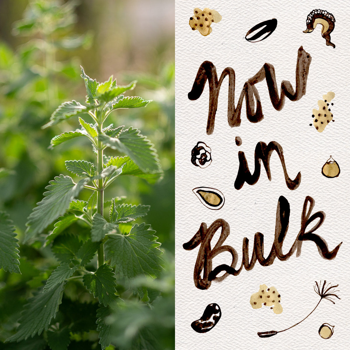 Catnip
