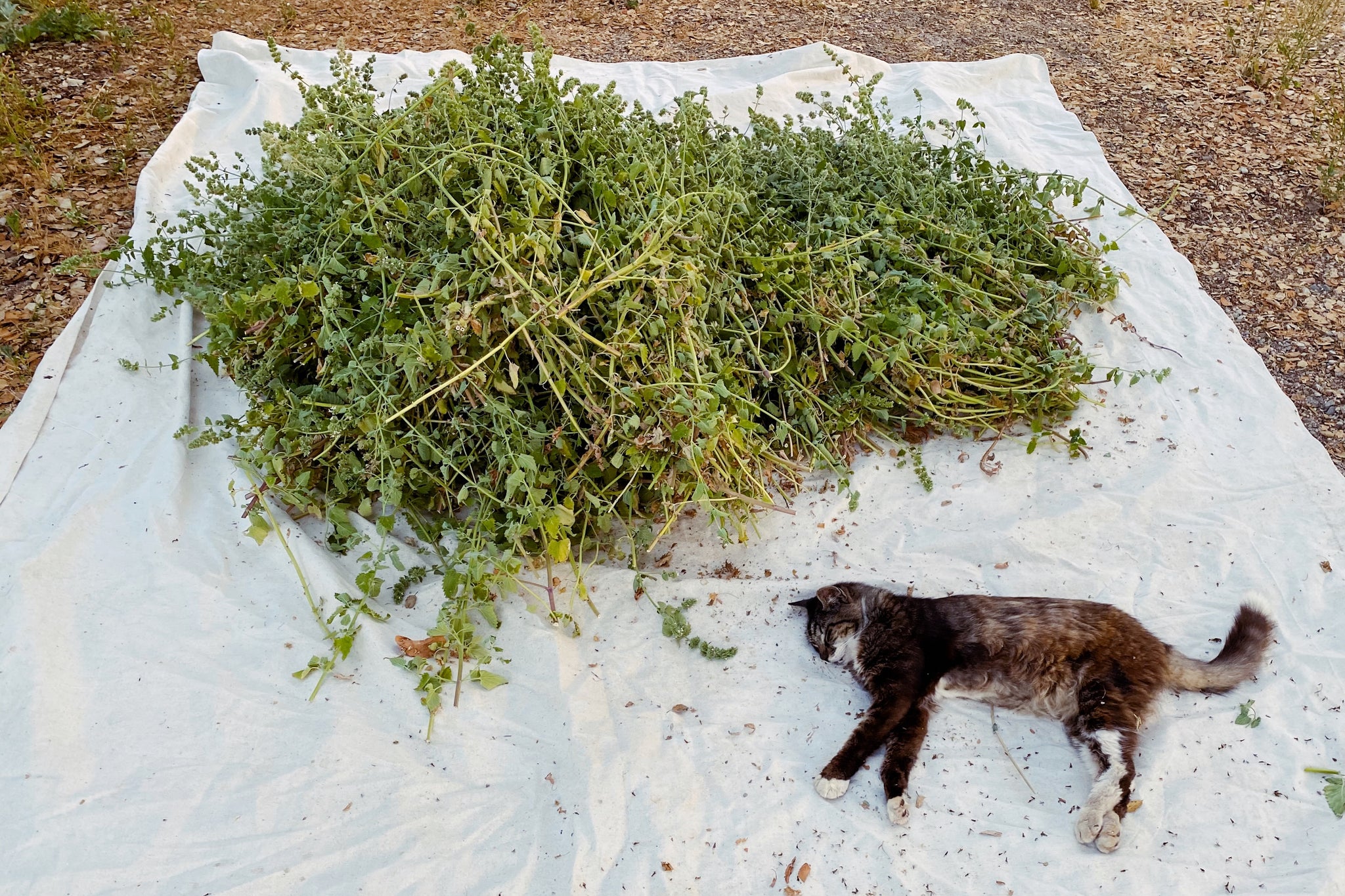 3,800+ Catnip Seeds For Growing Fresh Or Dried Catnip - Herb Gardening Kit