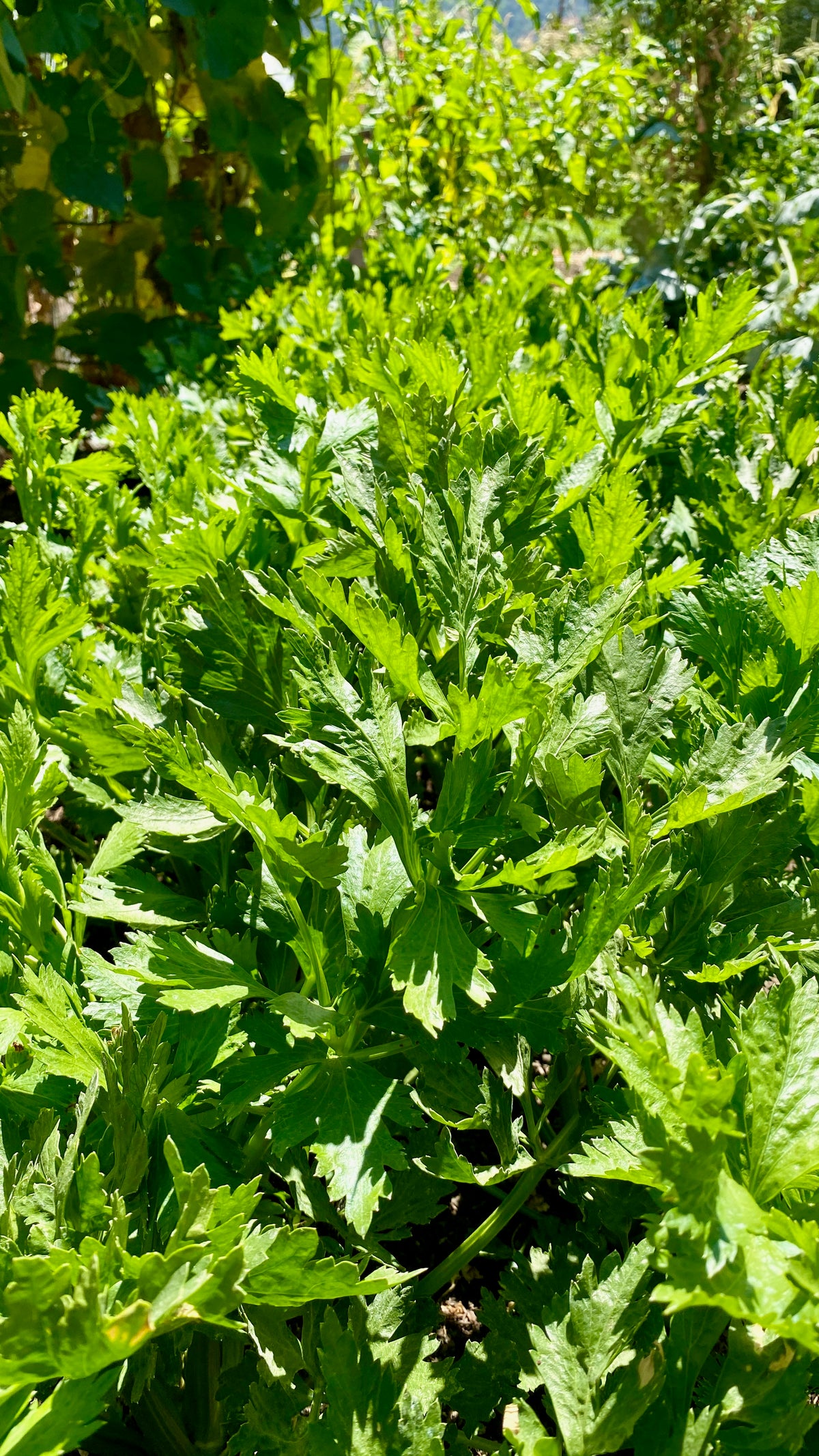 Tango Celery Plant Foliage