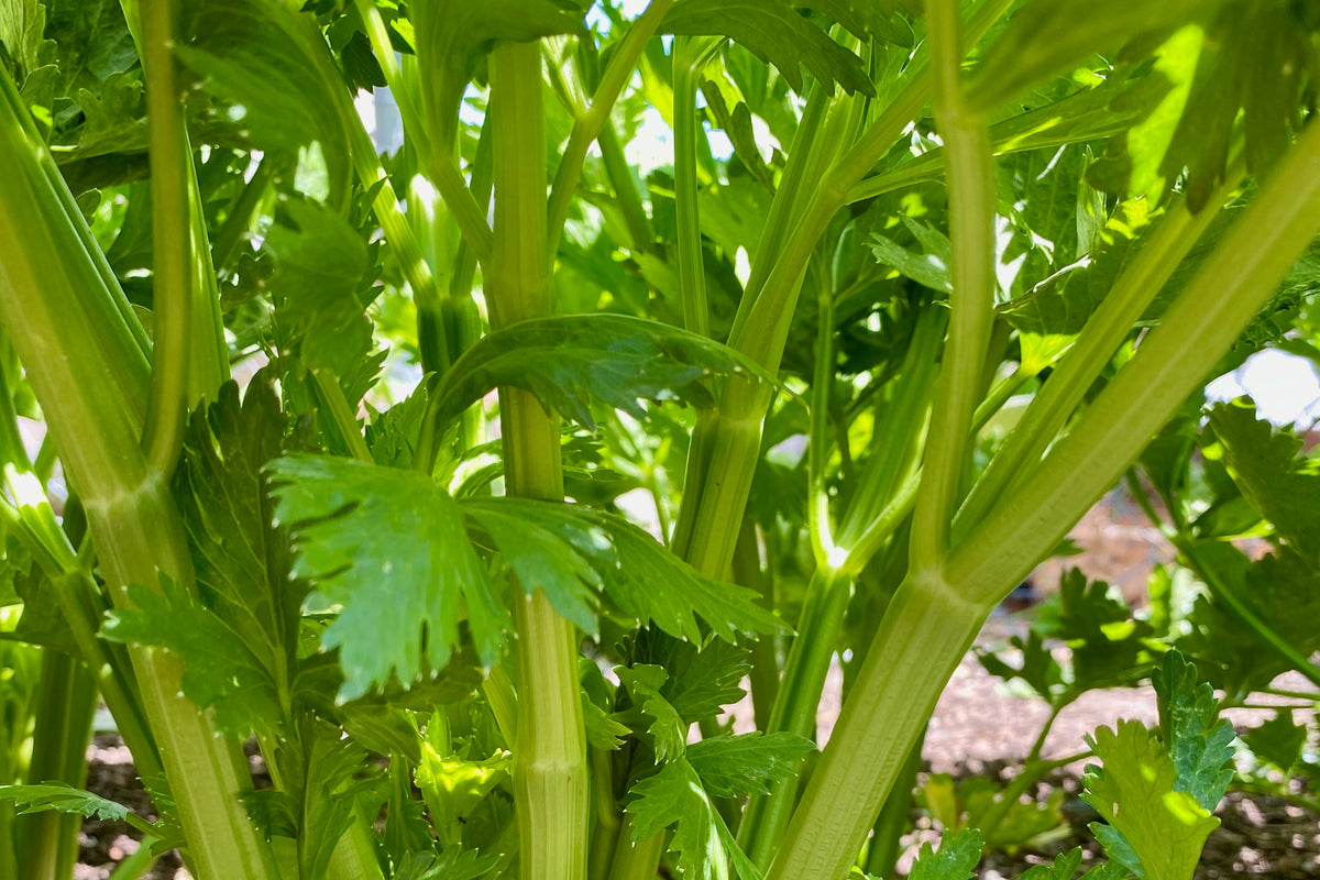 Tango Celery Plant Stalks Closeup