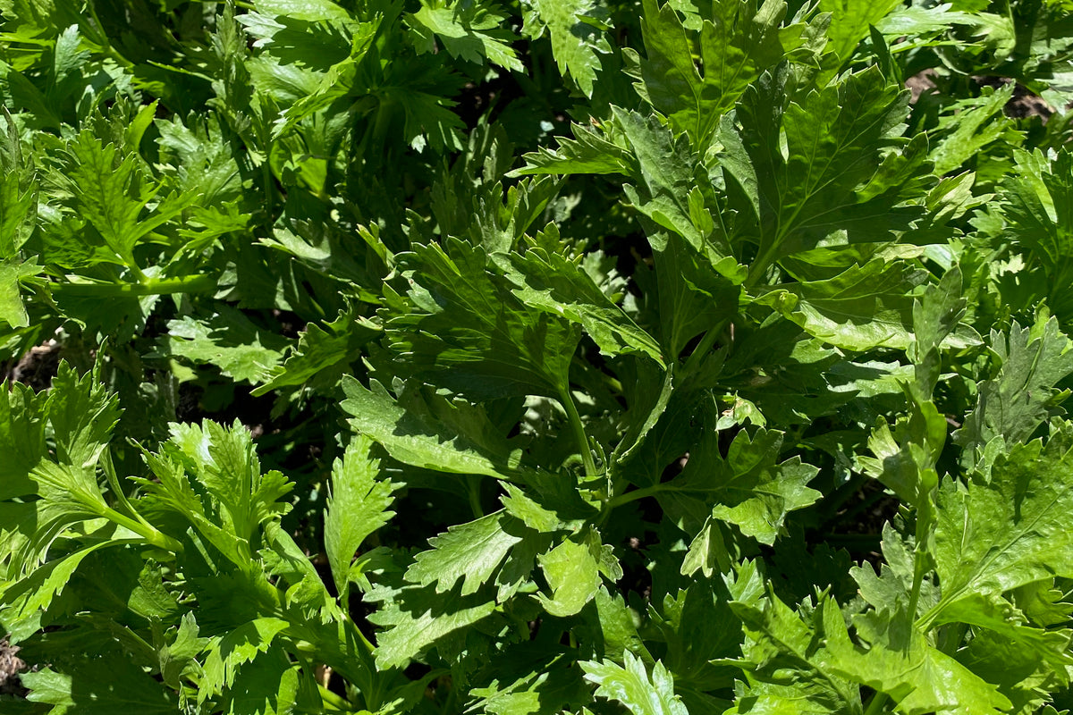 Tango Celery Leaves