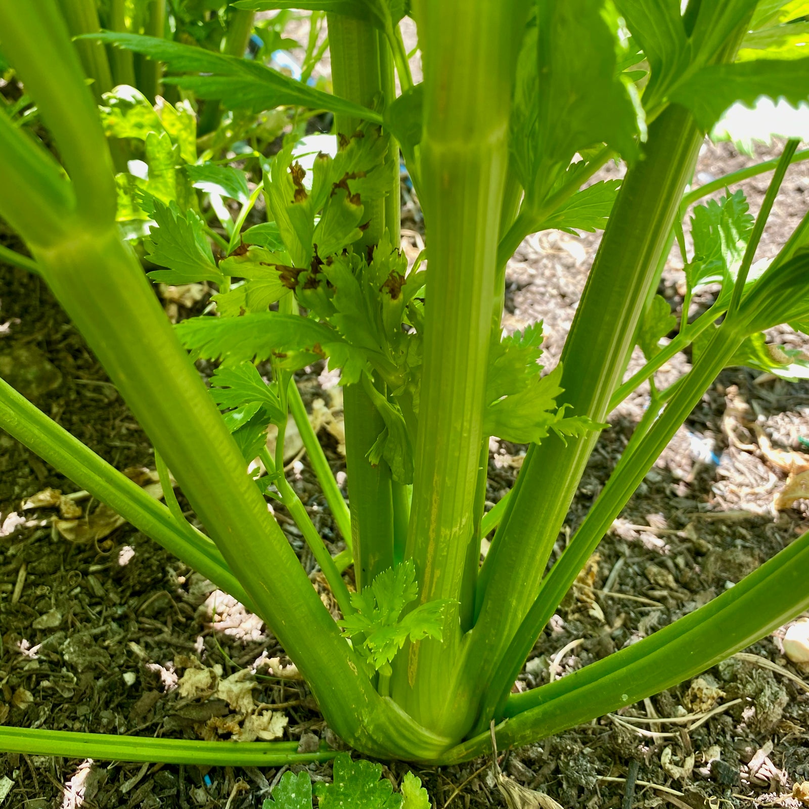 Tango Celery Stalks / Tango Celery Plant in the Ground