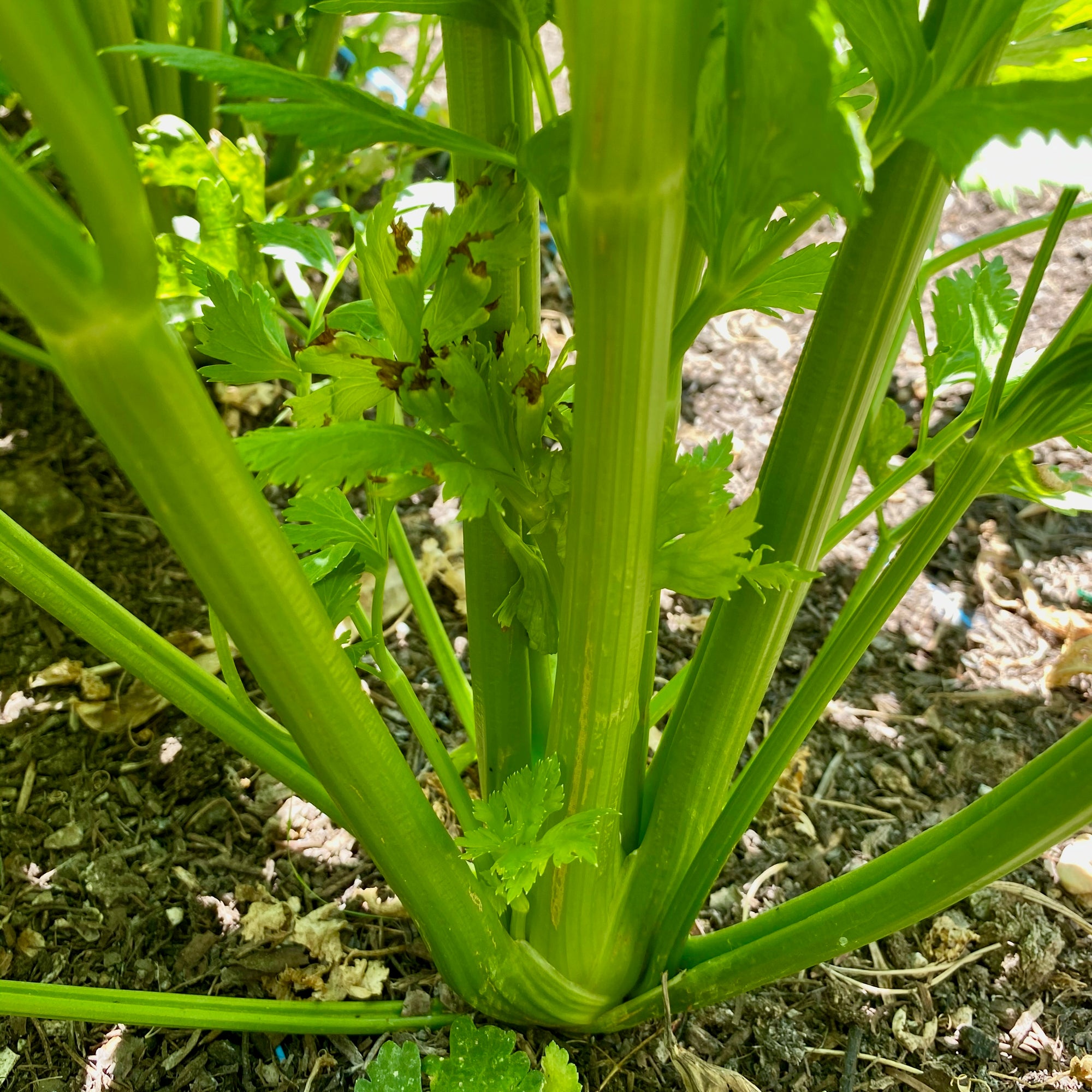 Tango Celery Stalks / Tango Celery Plant in the Ground