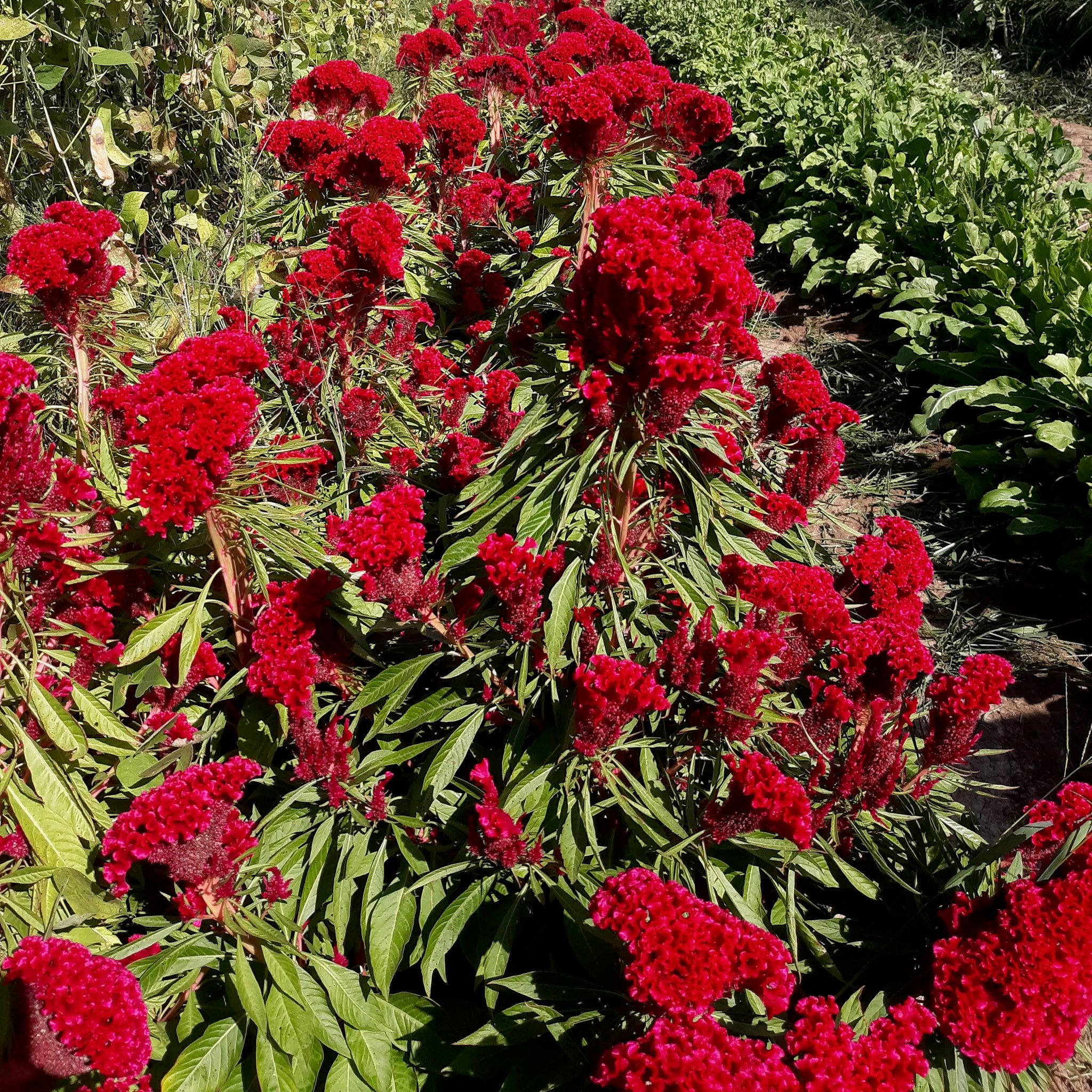 Amish Cockscomb Celosia Seeds - The Plant Good Seed Company