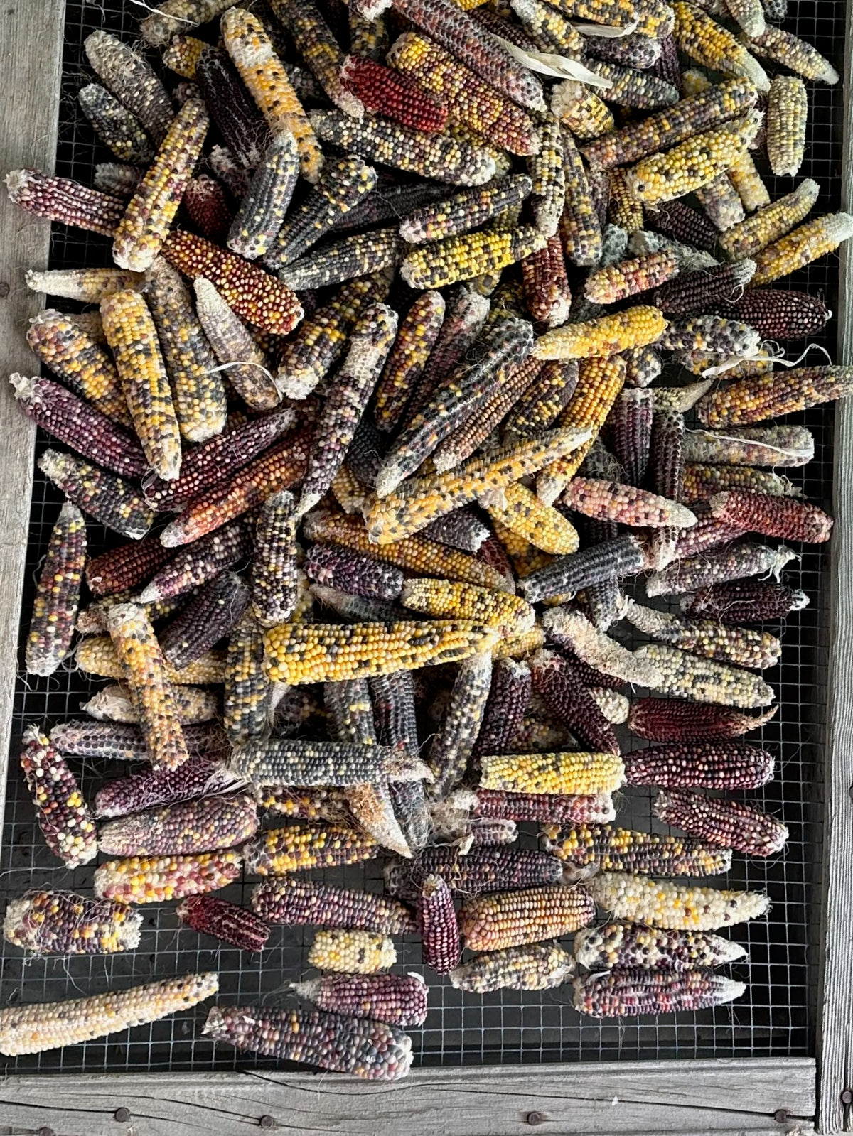 Cherokee Long Ear Small Popping Corn