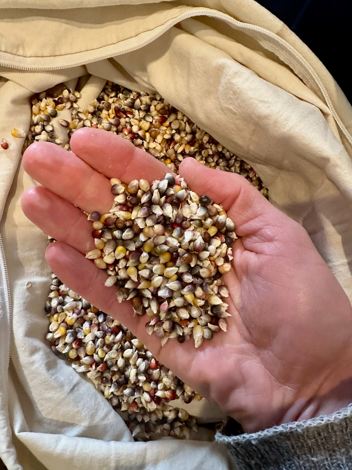 Cherokee Long Ear Small Popping Corn