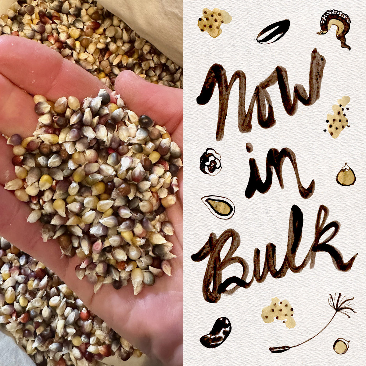Cherokee Long Ear Small Popping Corn