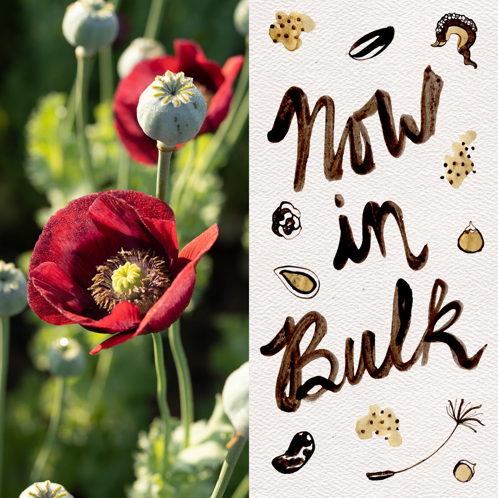 bulk poppy seeds for planting Cherry Glow Poppy Packet: 250 Seeds (0.1 gram), OG