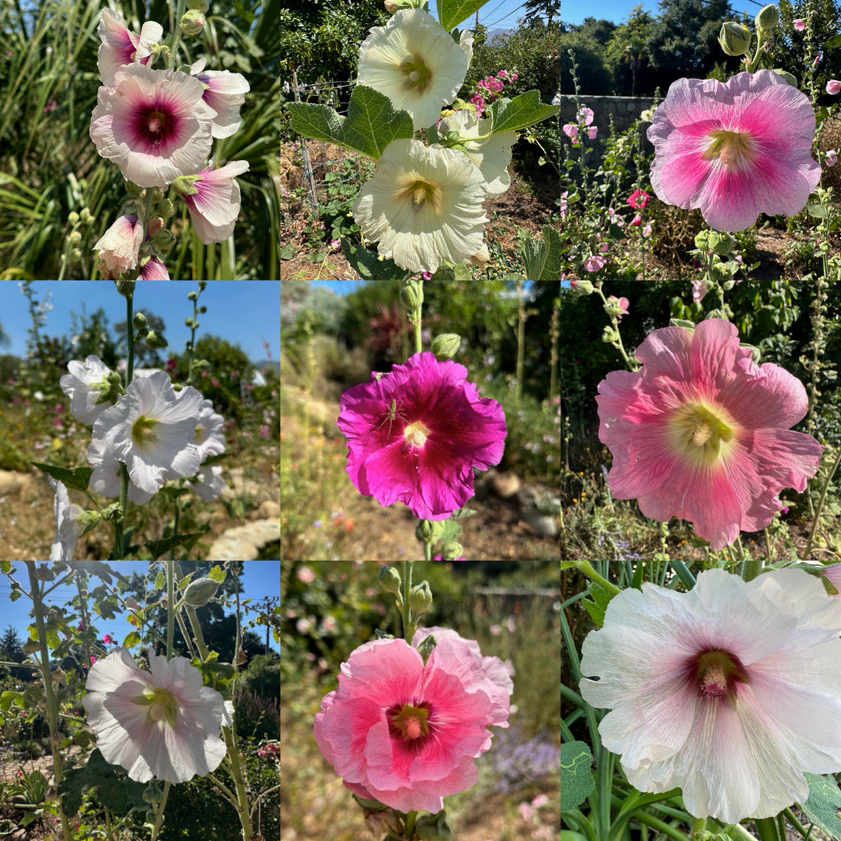 Chez Sooz Hollyhock