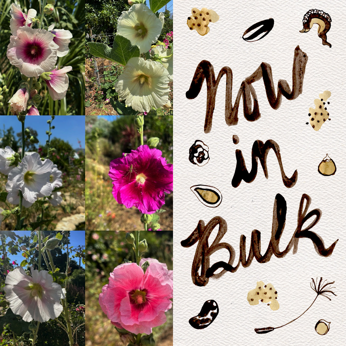 Chez Sooz Hollyhock