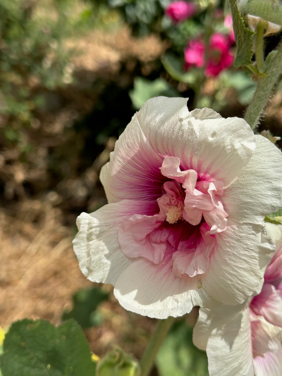 Chez Sooz Hollyhock