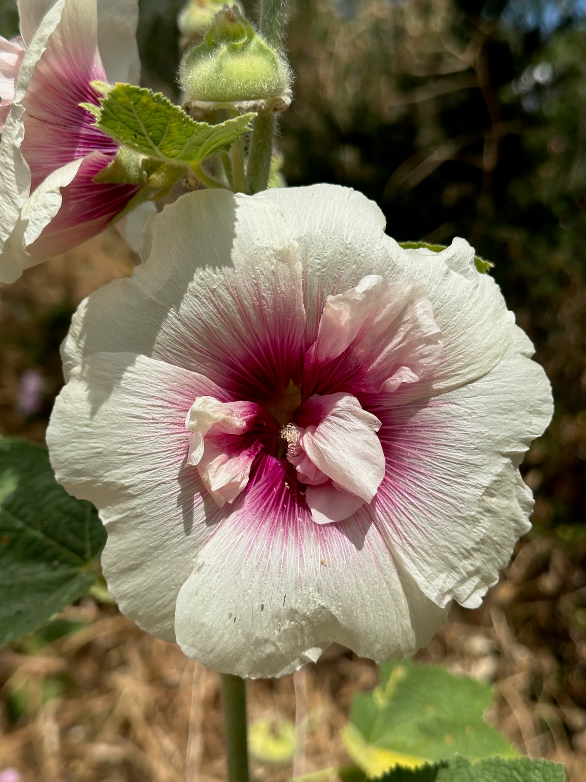 Chez Sooz Hollyhock