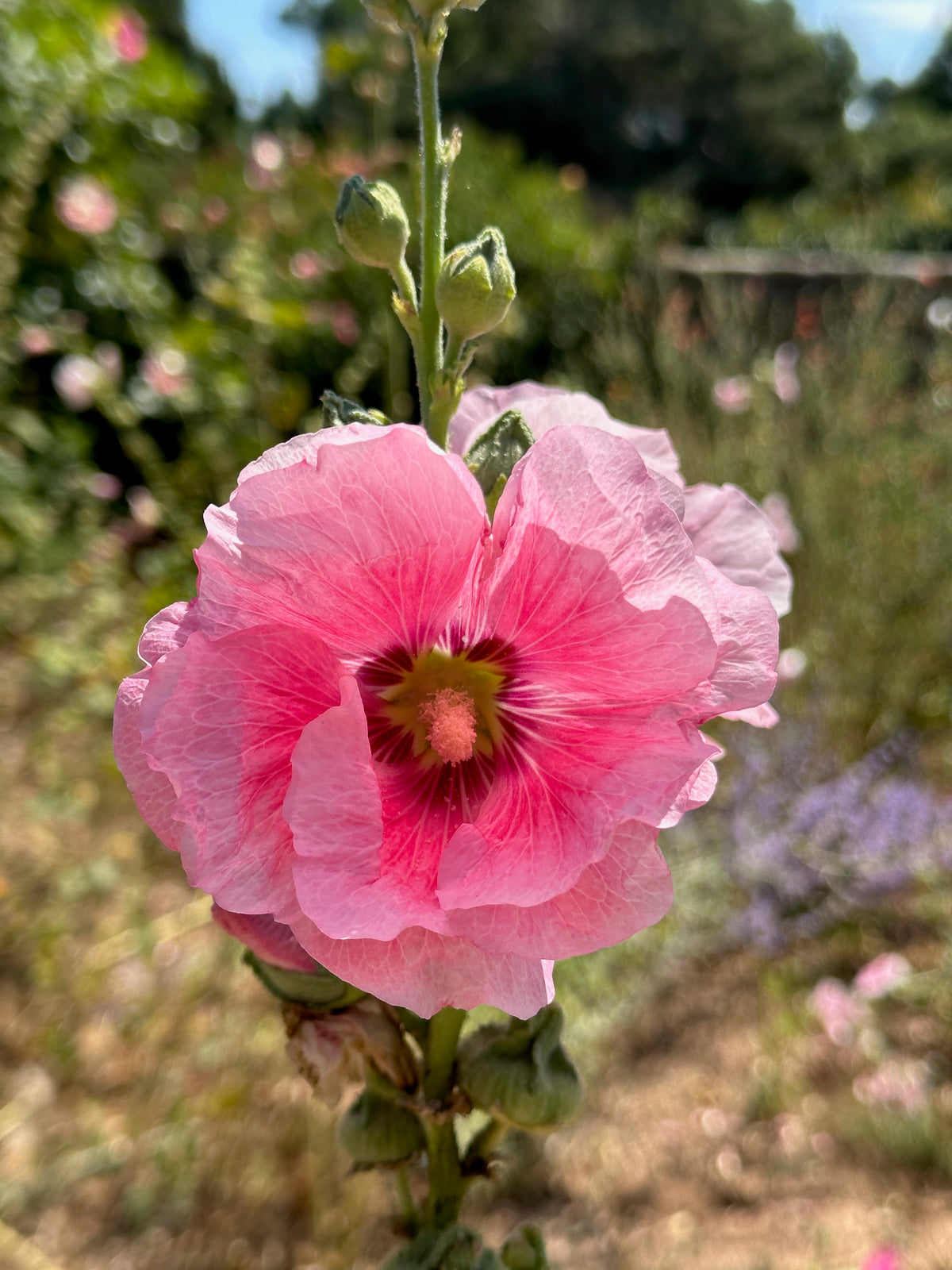 Chez Sooz Hollyhock