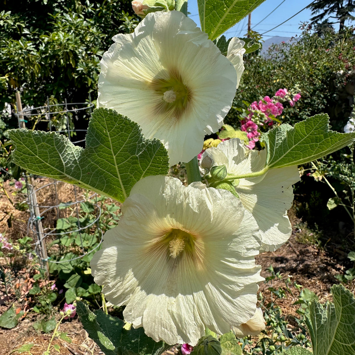 Chez Sooz Hollyhock