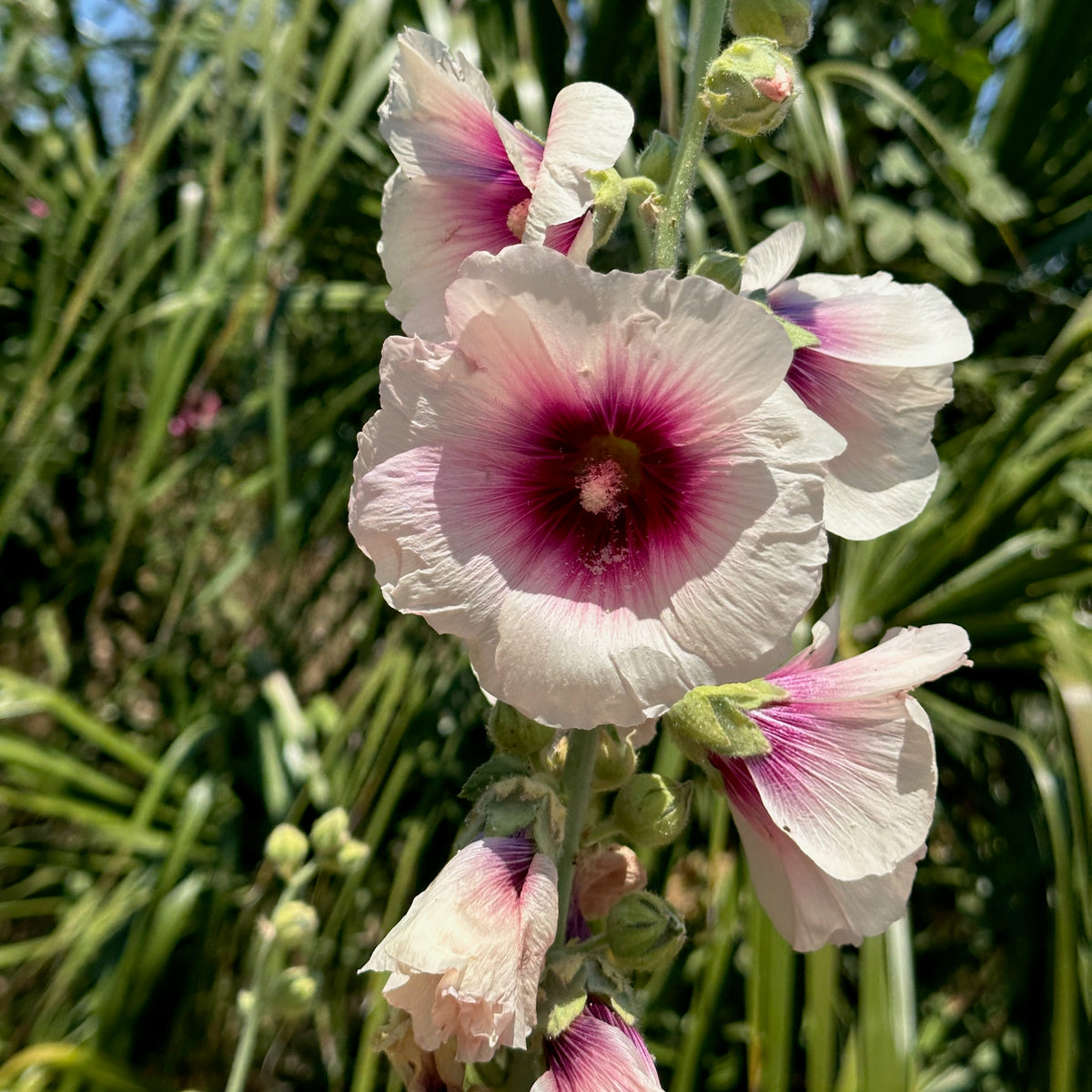Chez Sooz Hollyhock