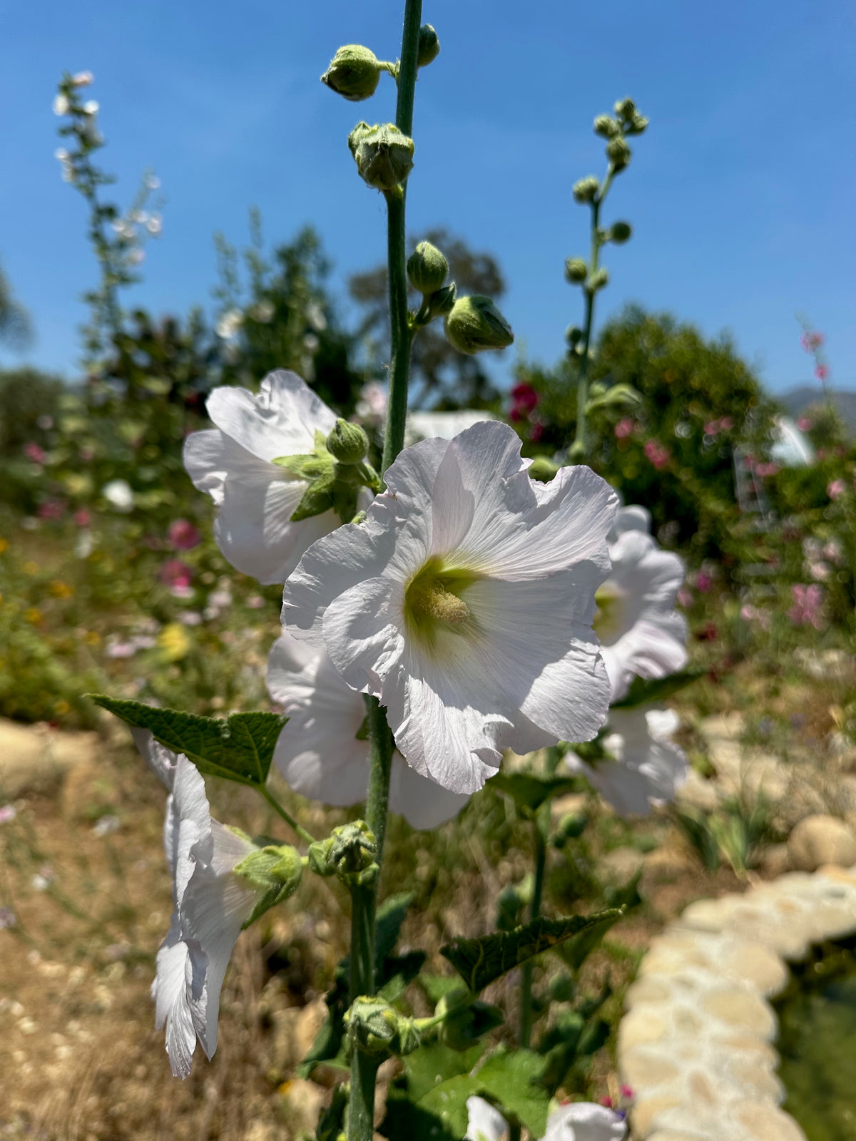 Chez Sooz Hollyhock