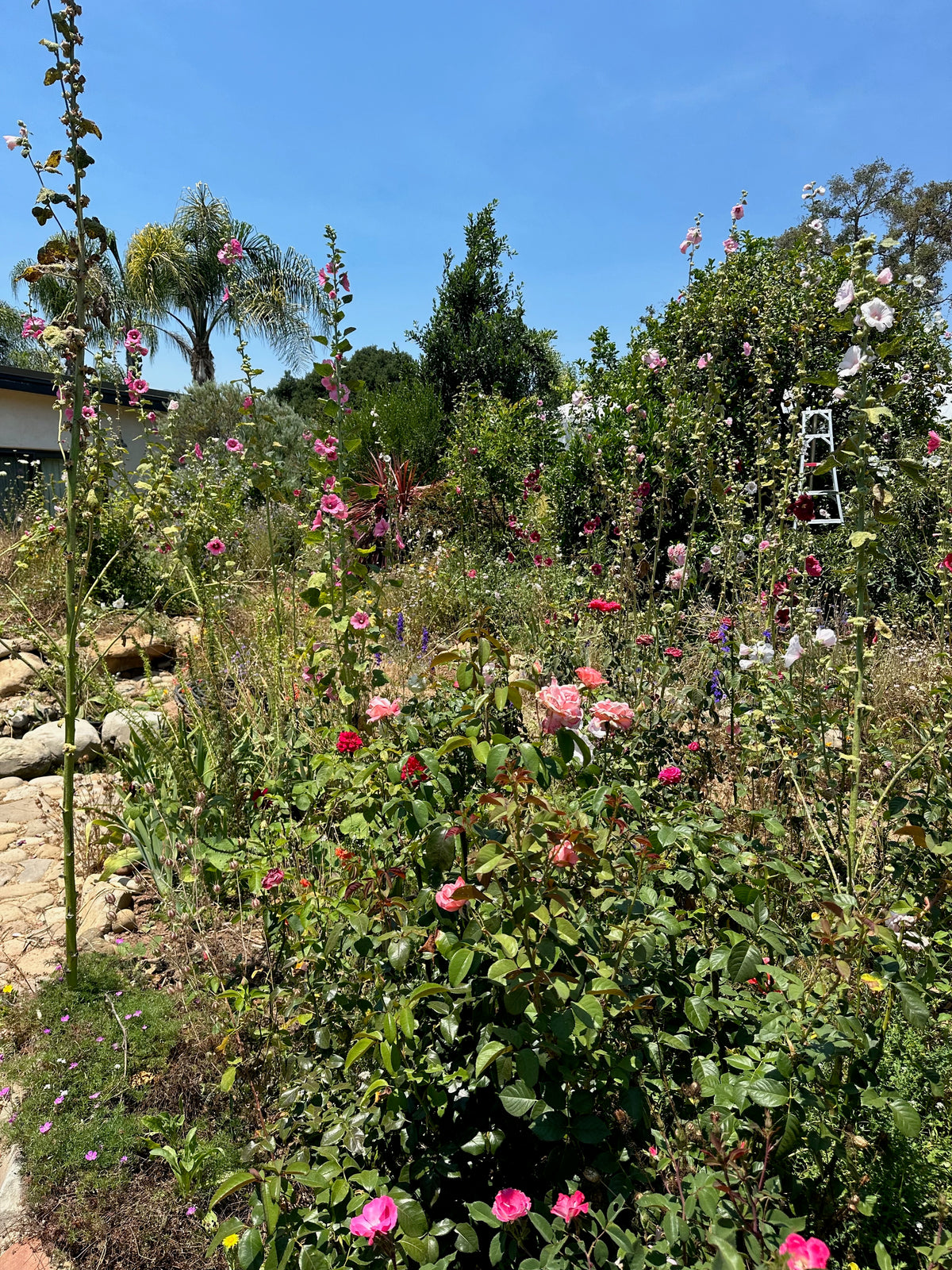 Chez Sooz Hollyhock