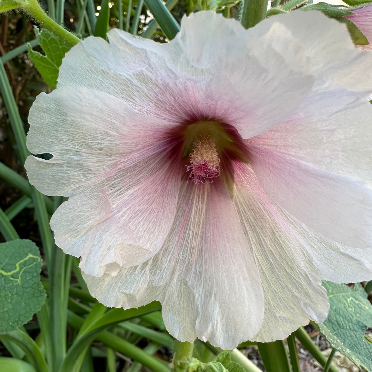 Chez Sooz Hollyhock
