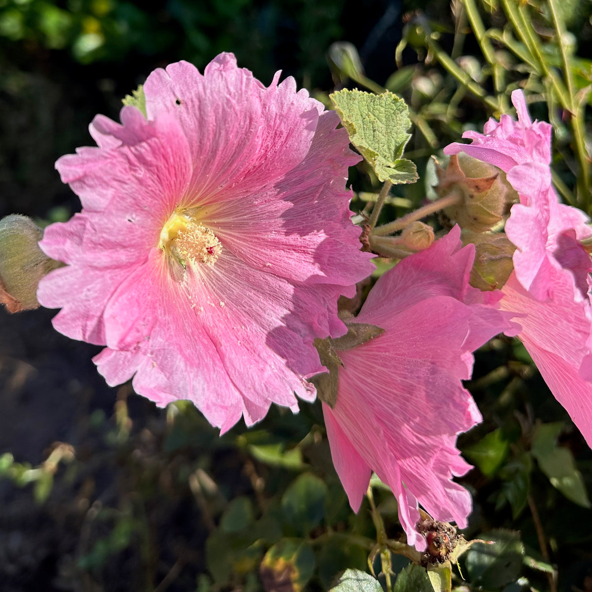 Chez Sooz Hollyhock