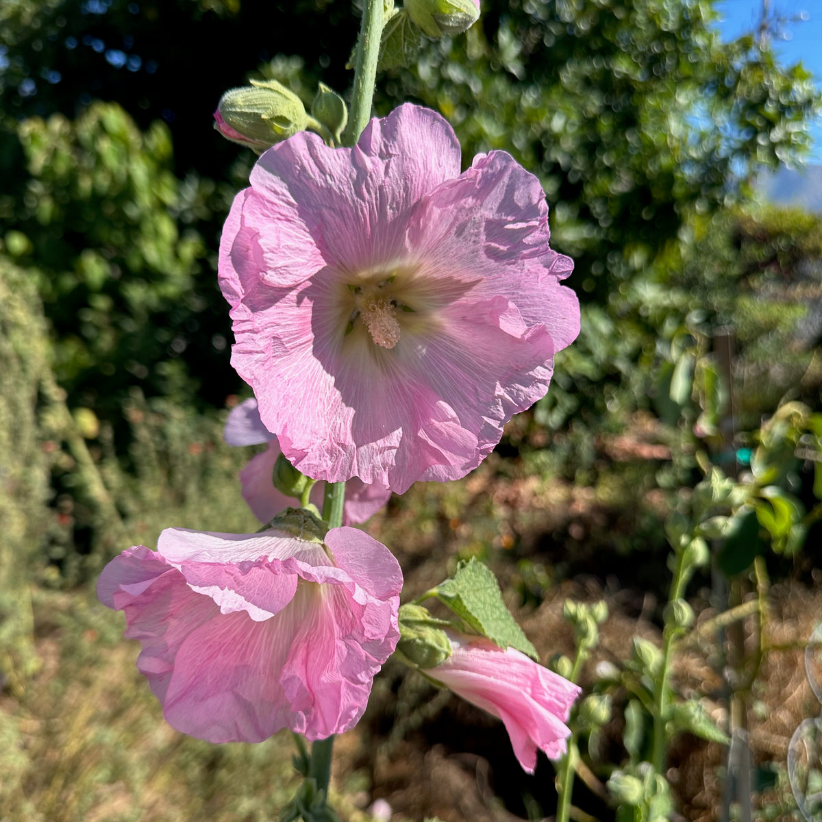 Chez Sooz Hollyhock