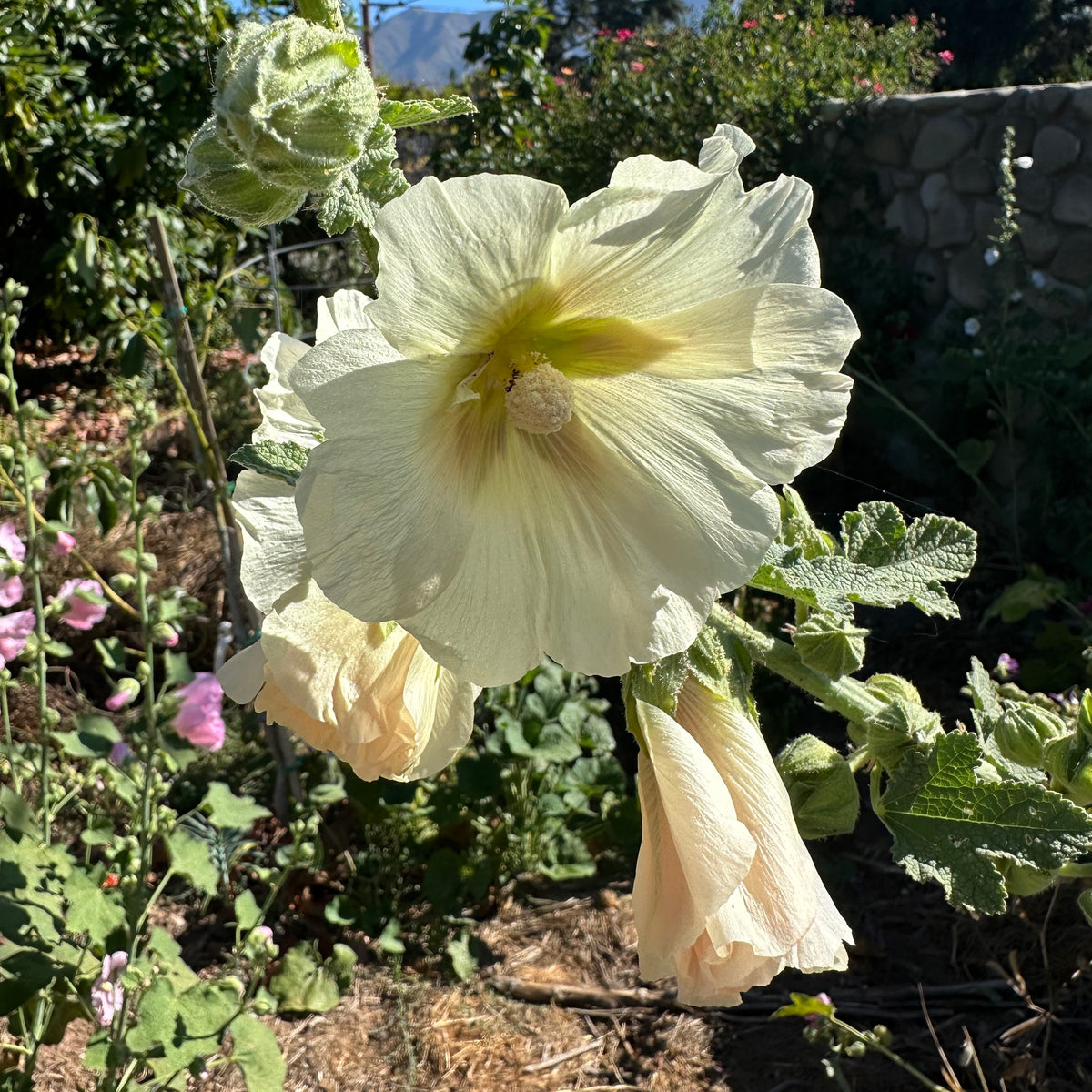 Chez Sooz Hollyhock
