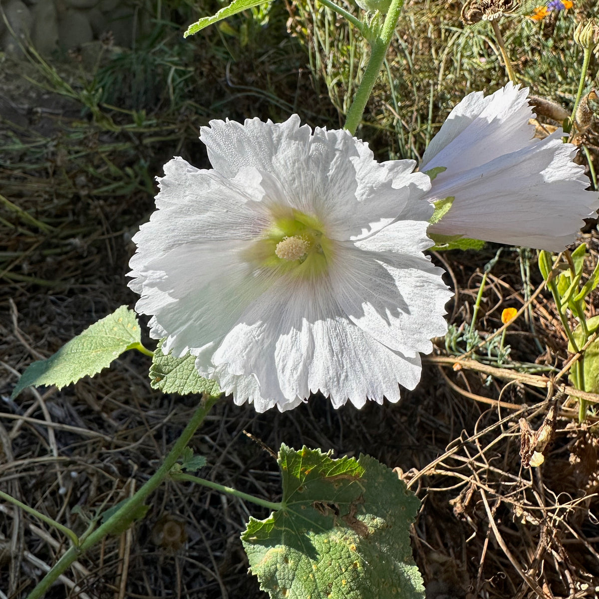 Chez Sooz Hollyhock