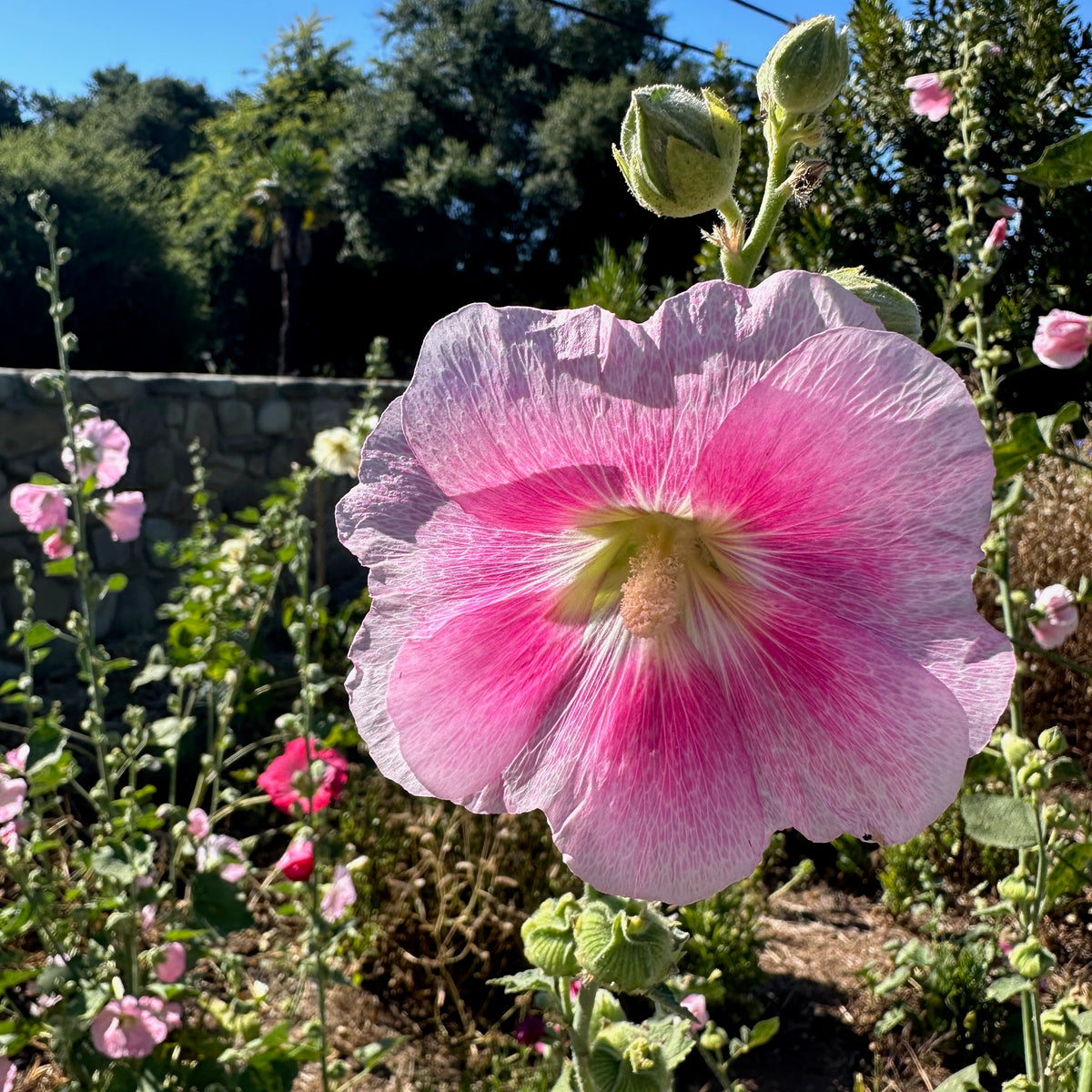 Chez Sooz Hollyhock