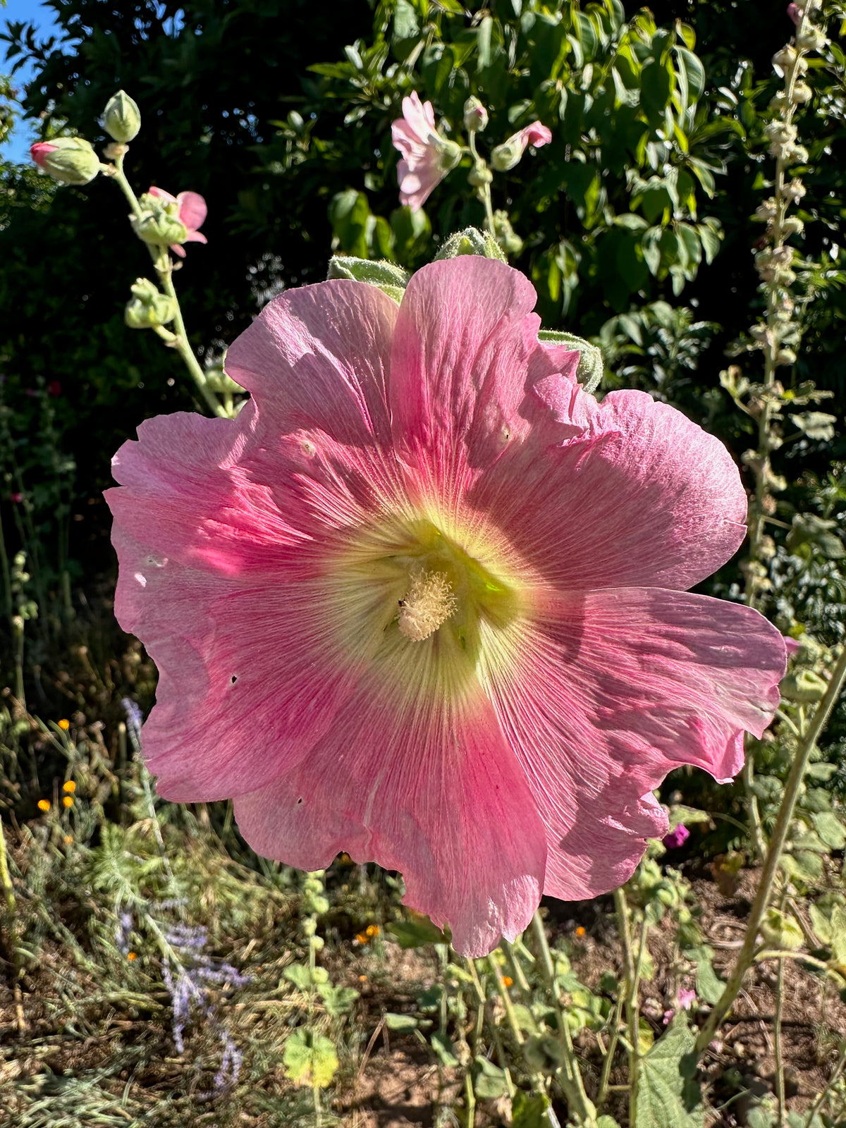 Chez Sooz Hollyhock