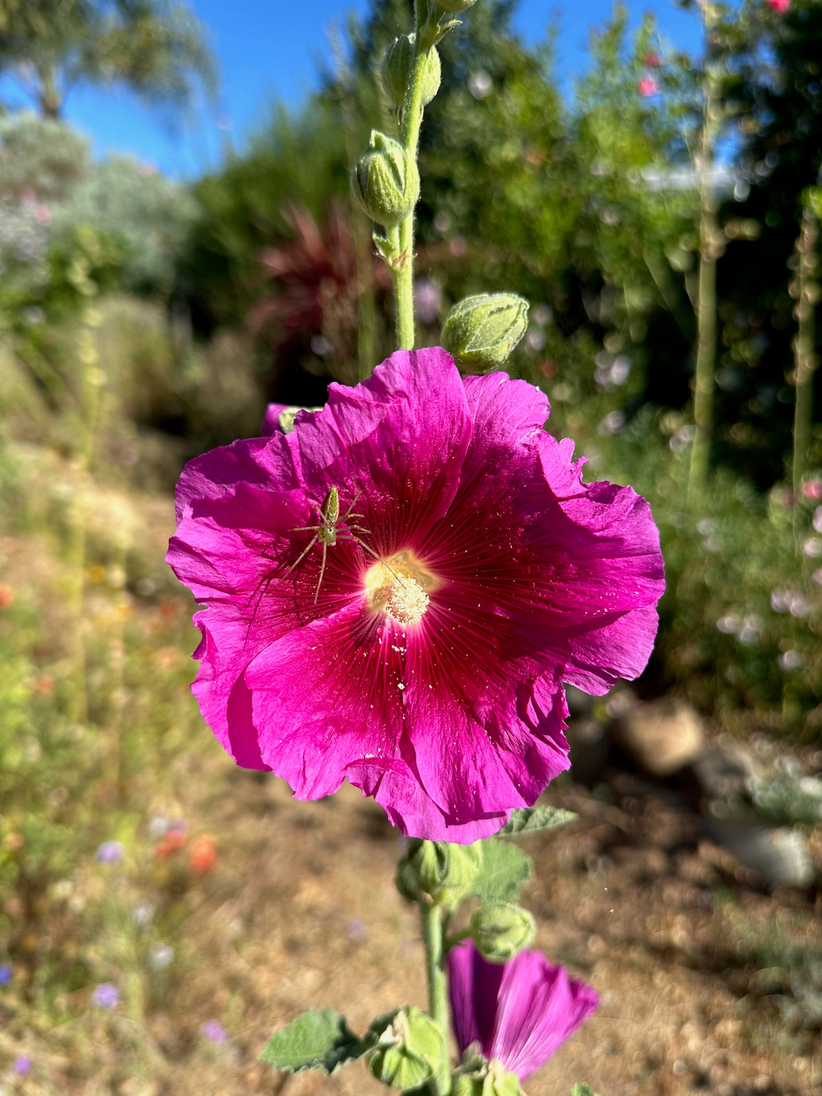 Chez Sooz Hollyhock