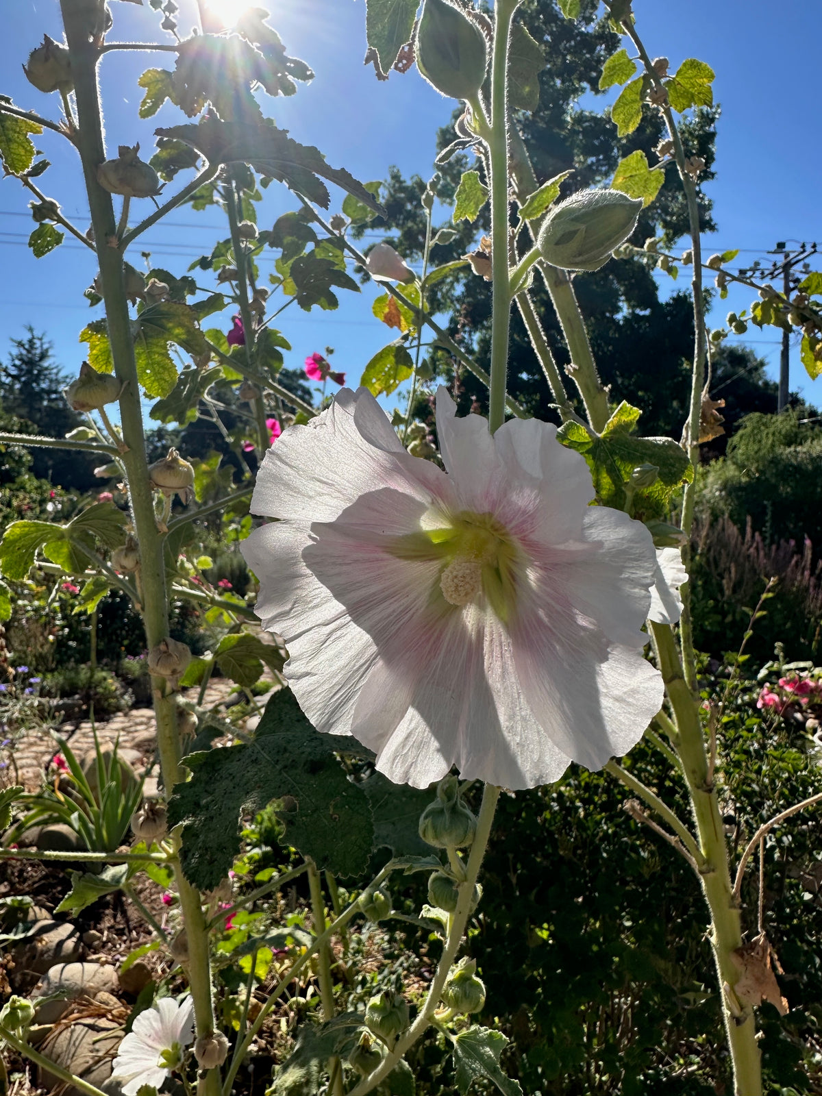 Chez Sooz Hollyhock