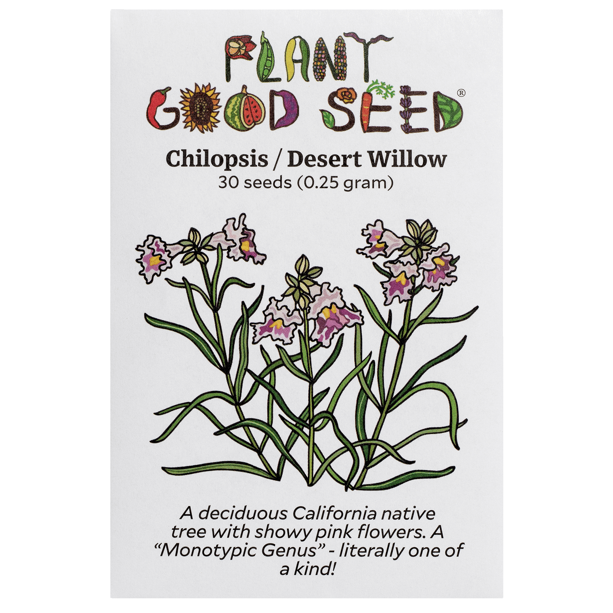 planting desert willow seeds Chilopsis / Desert Willow Seeds