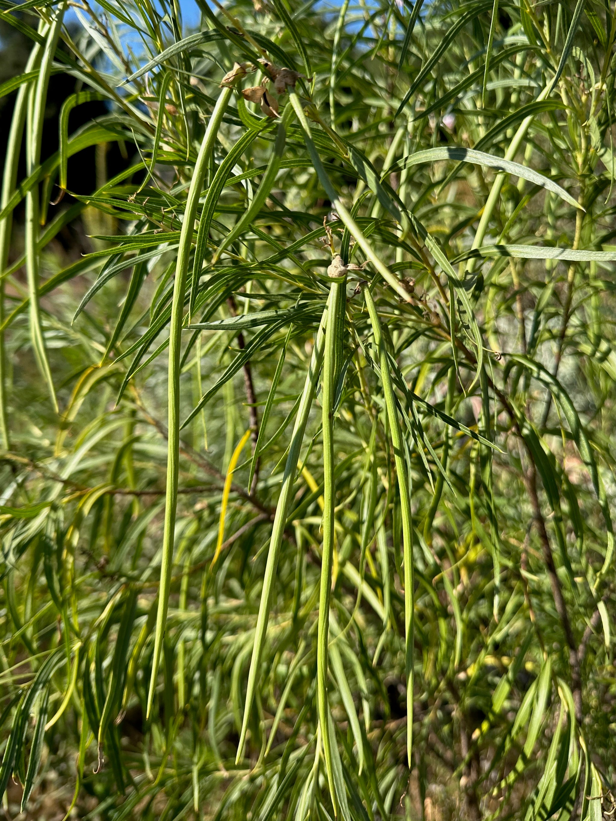 planting desert willow seeds Chilopsis / Desert Willow Seeds