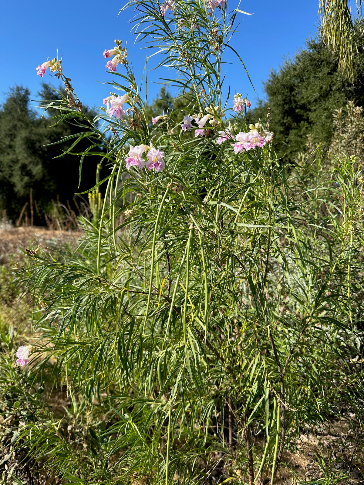 Chilopsis / Desert Willow