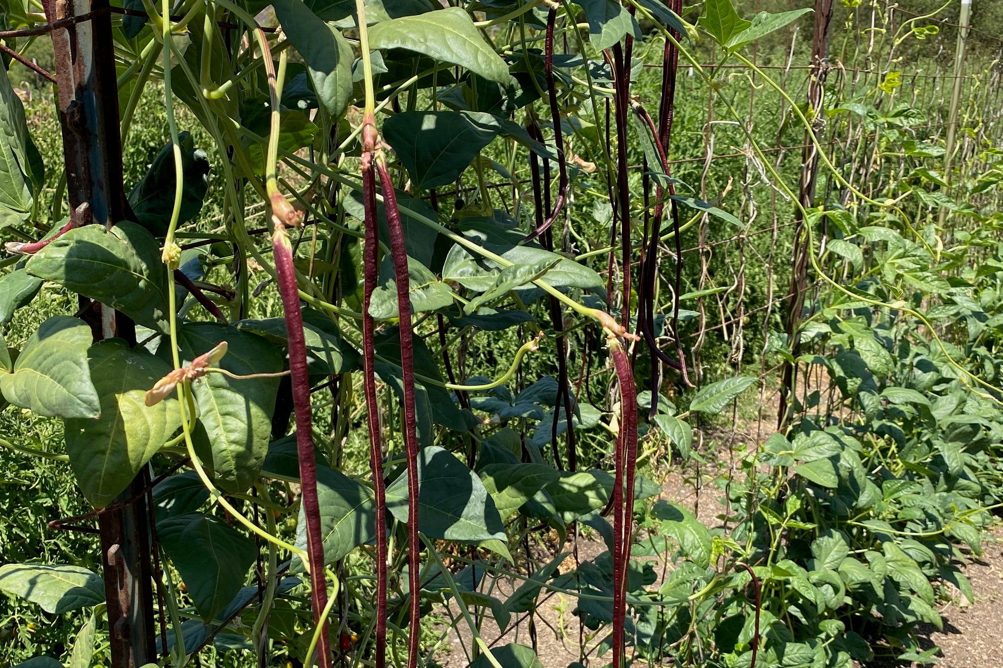 planting red beans from seed Chinese Red Noodle Yardlong Bean Seeds