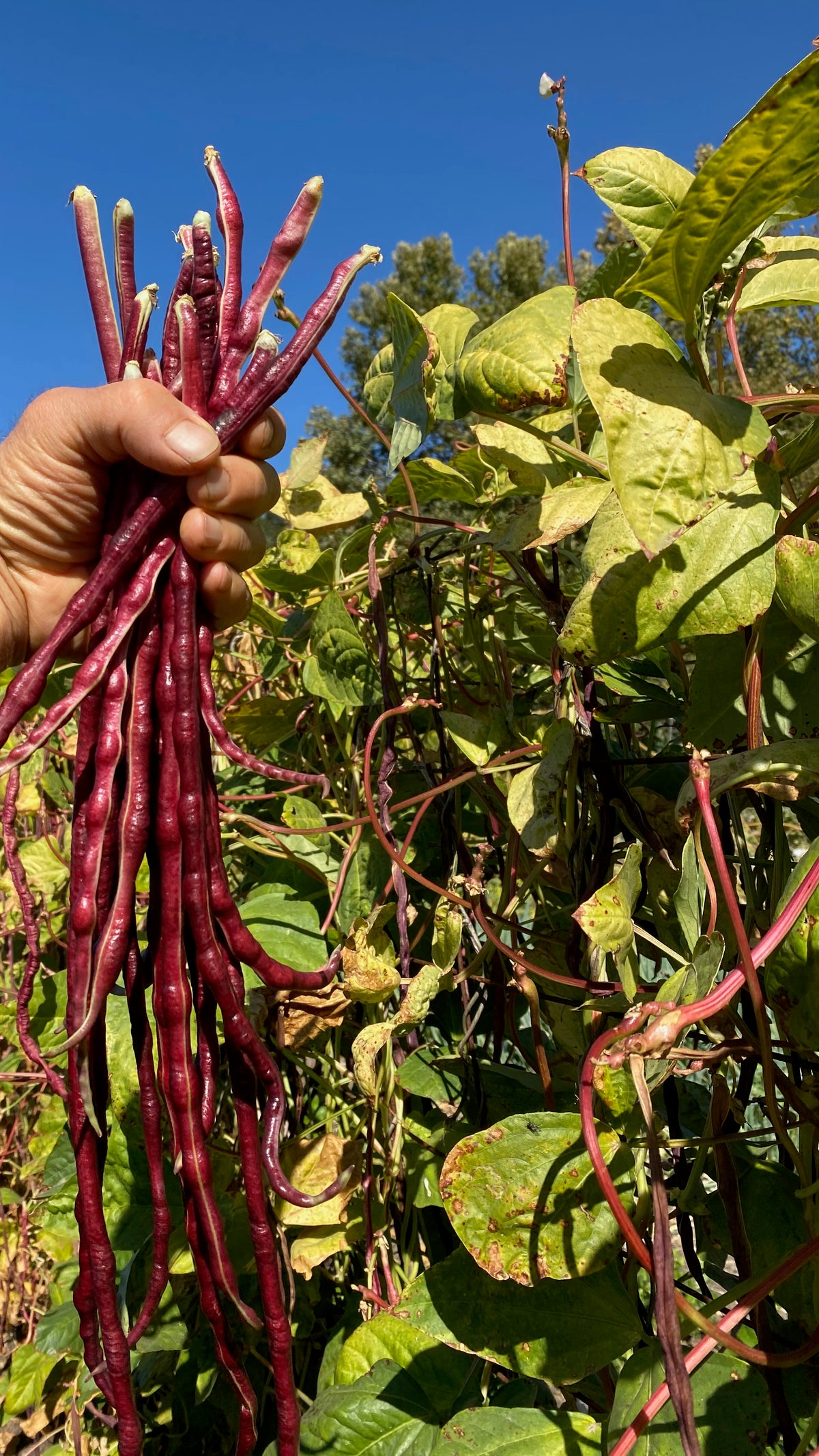 Chinese Red Noodle Yardlong Bean